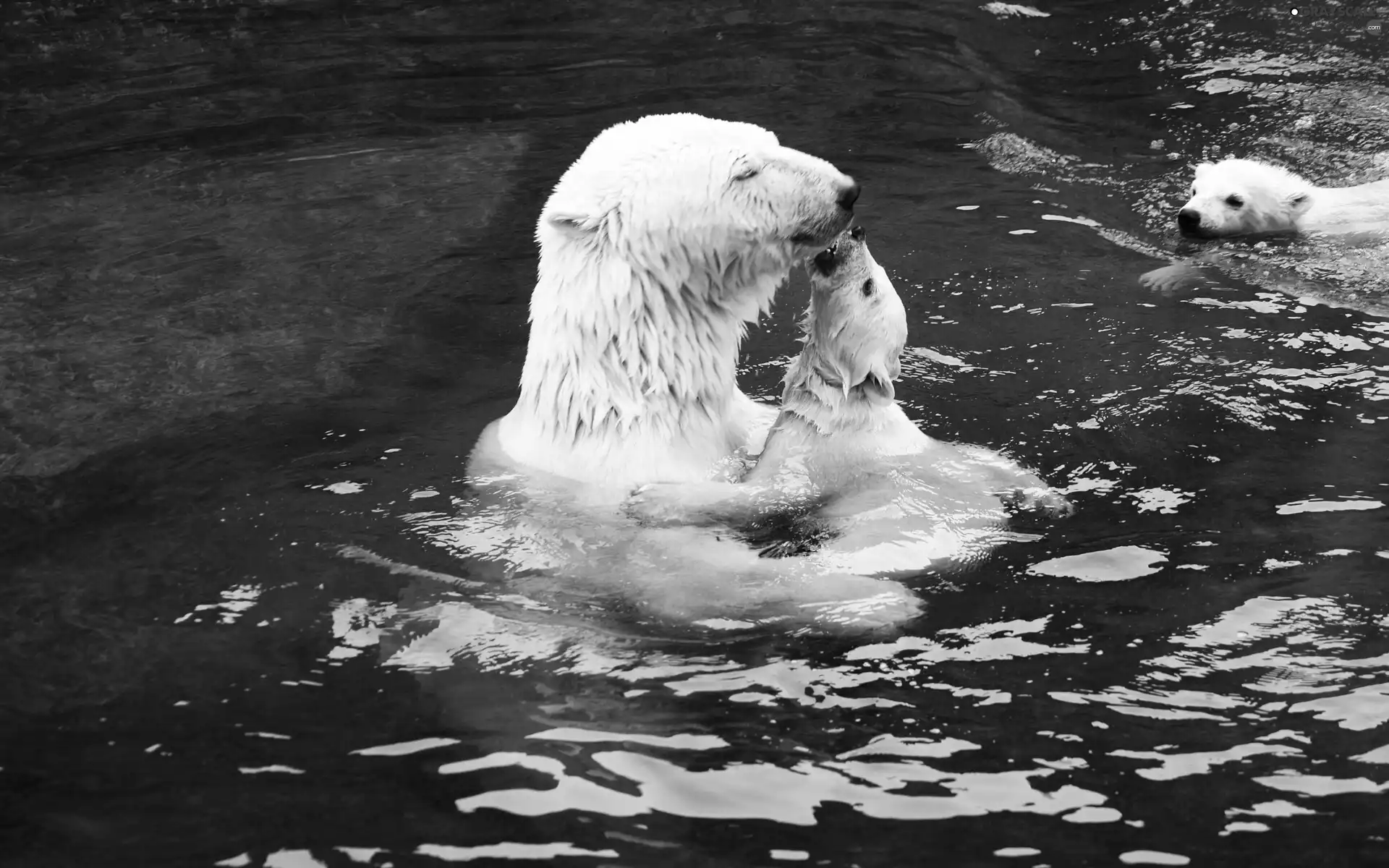 bath, bear, polar