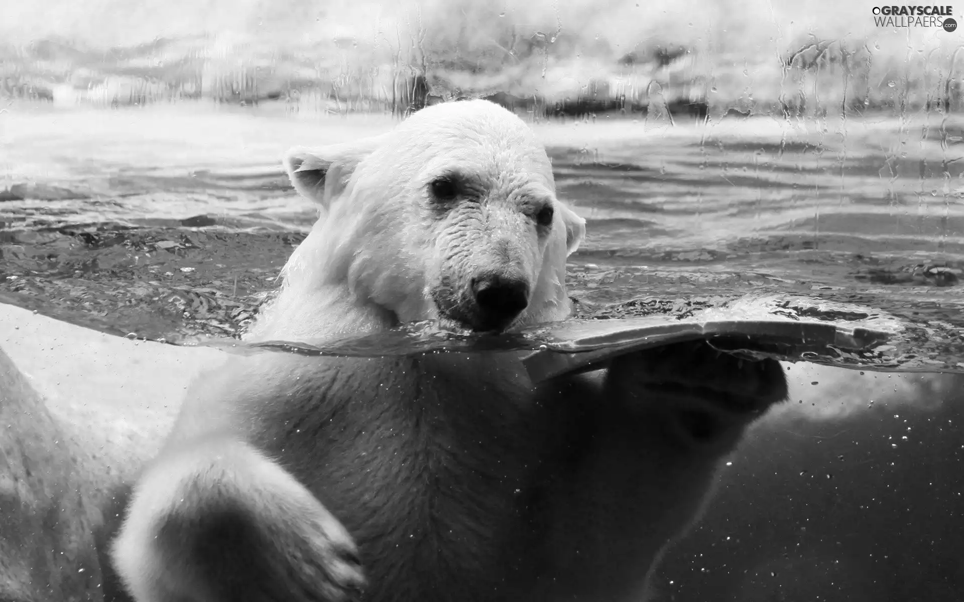 bath, Bear, polar