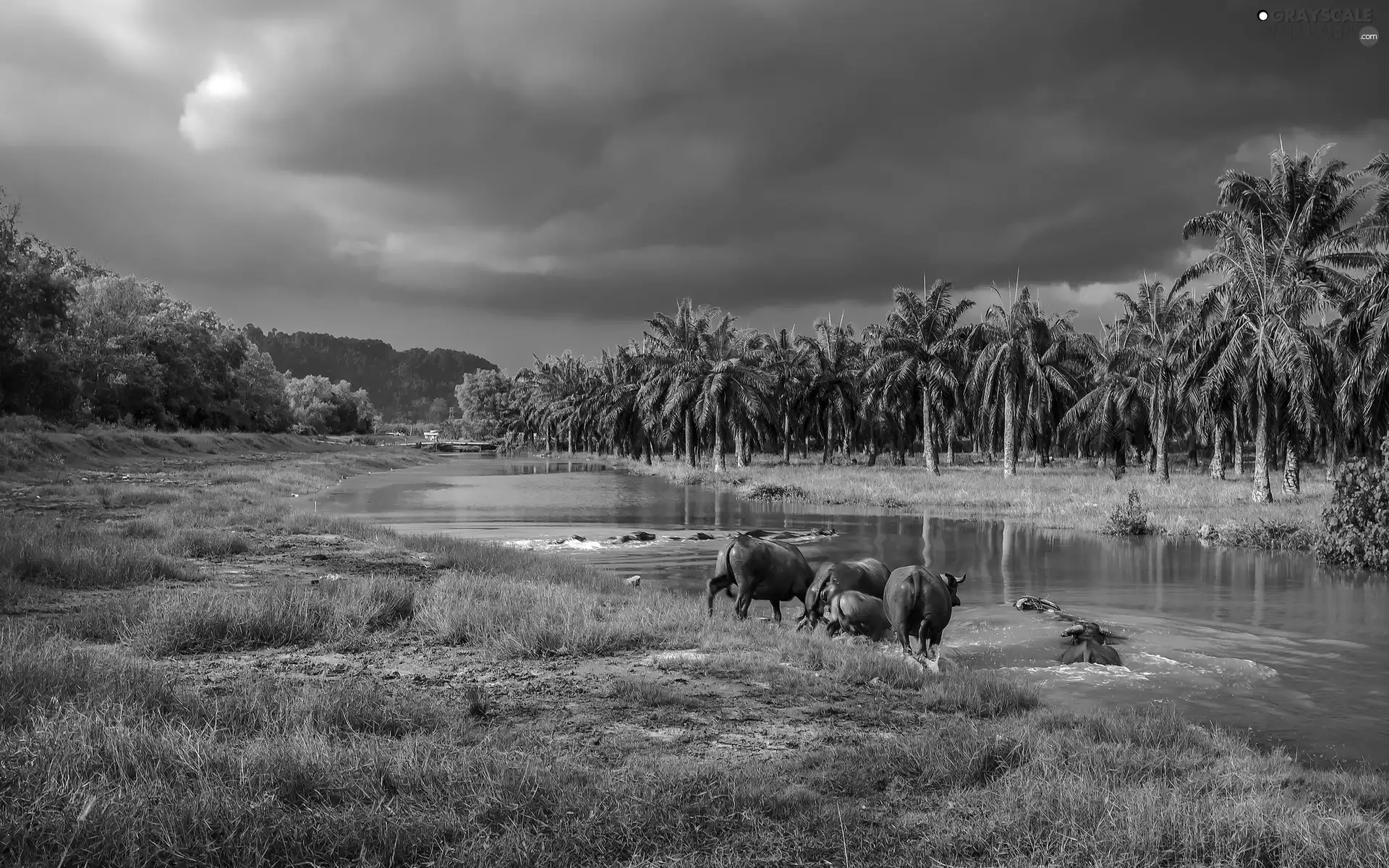 River, animals, bath, Palms