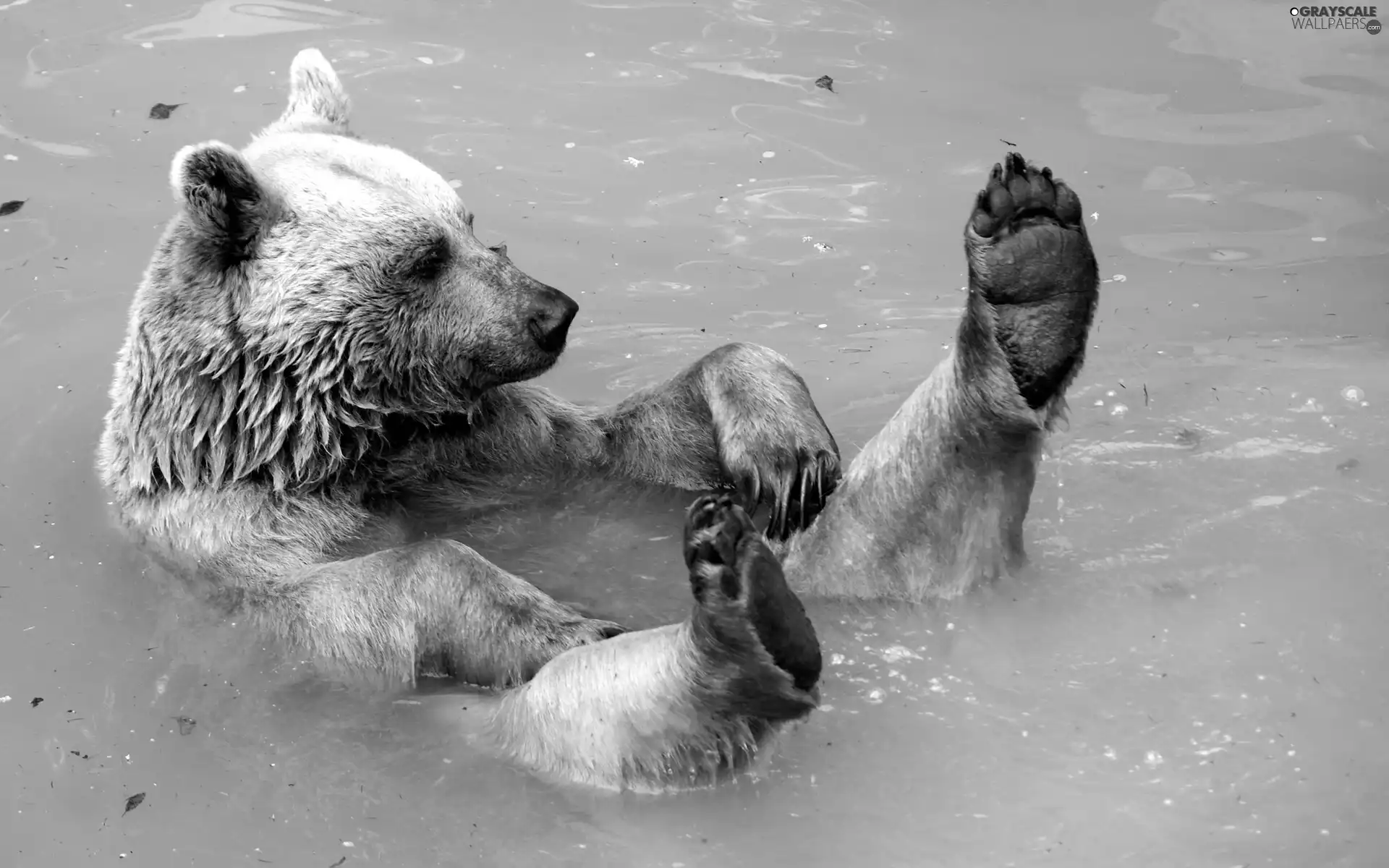 bath, Bear, water