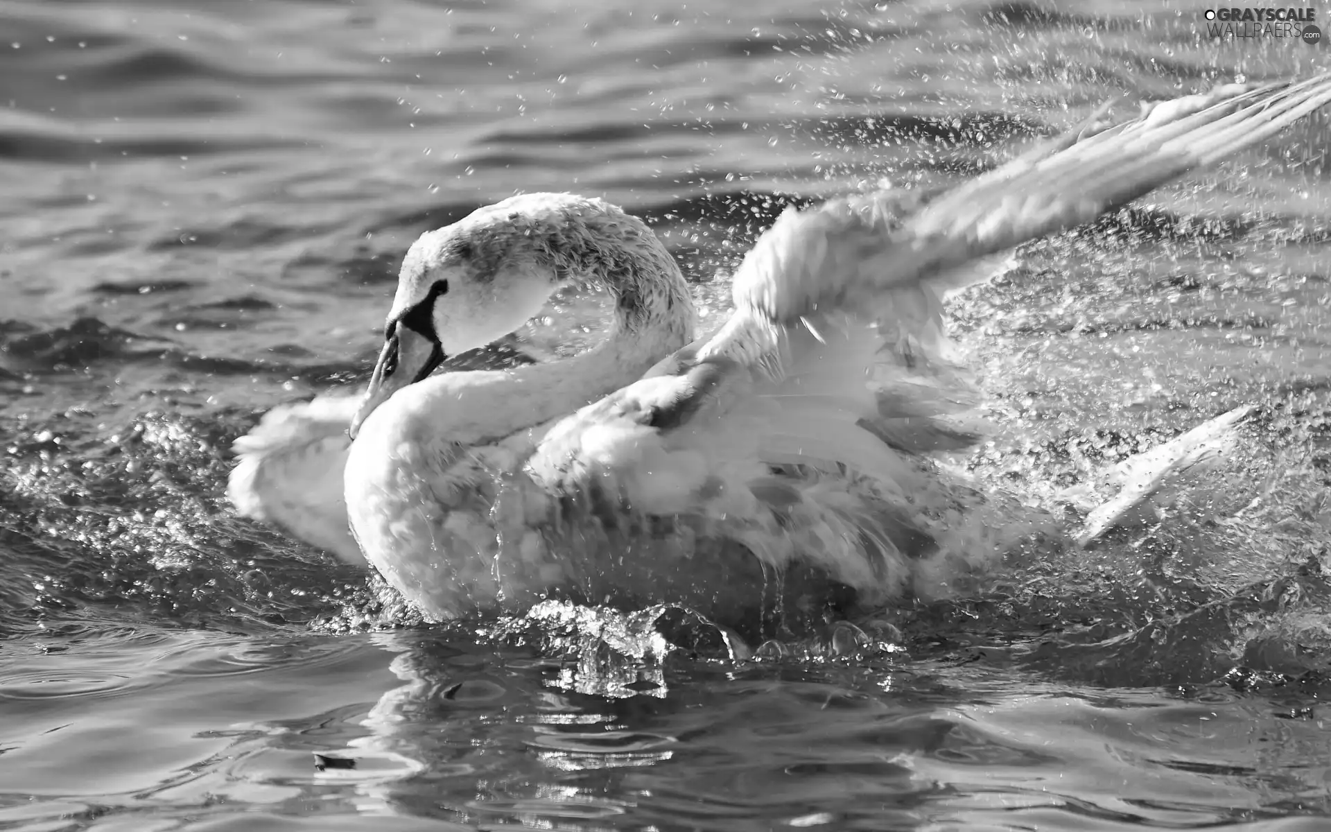 bath, swan, wings