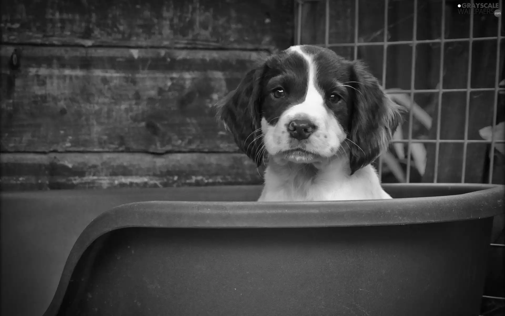 doggy, bathtub