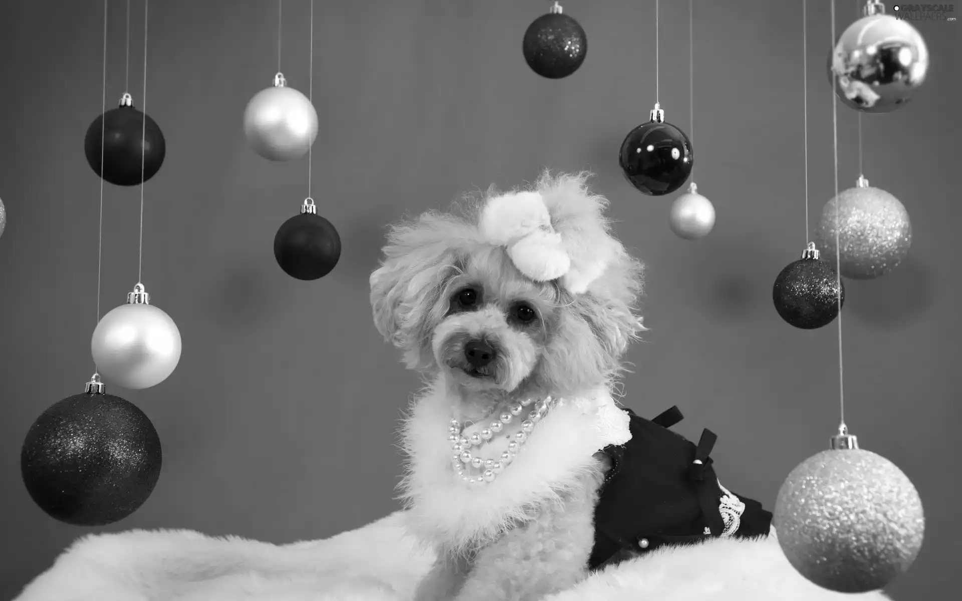 dog, Christmas, baubles, clothes