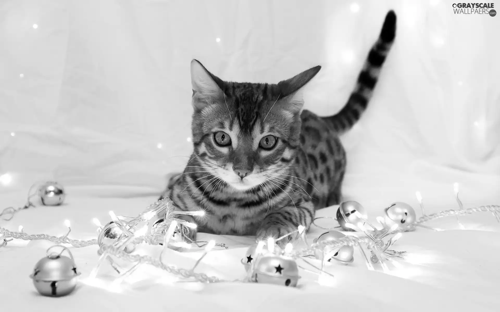 baubles, young, kitten