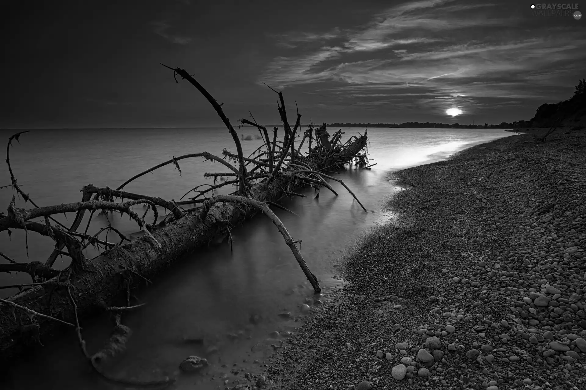 trees, sea, west, sun, viewes, Lod on the beach