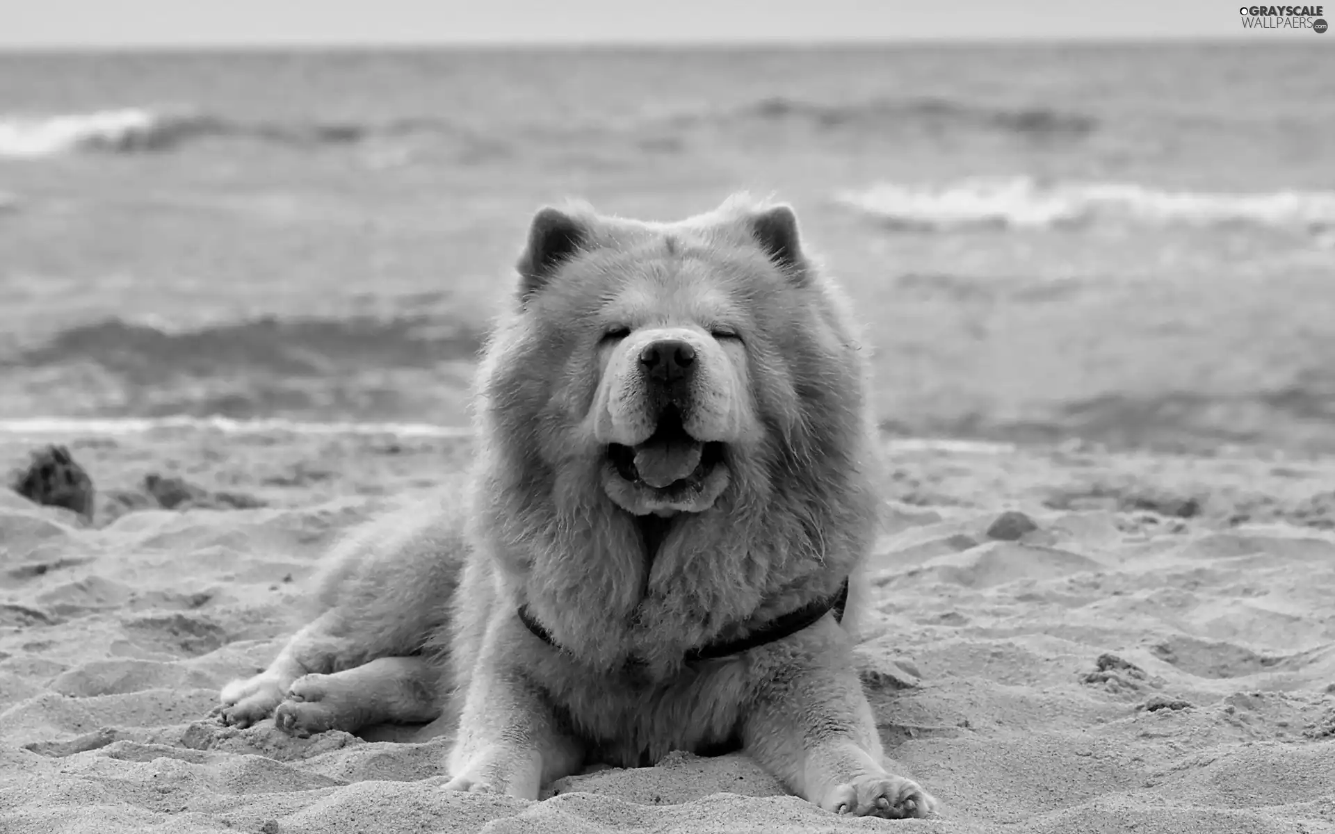 sea, Chow chow, Beaches