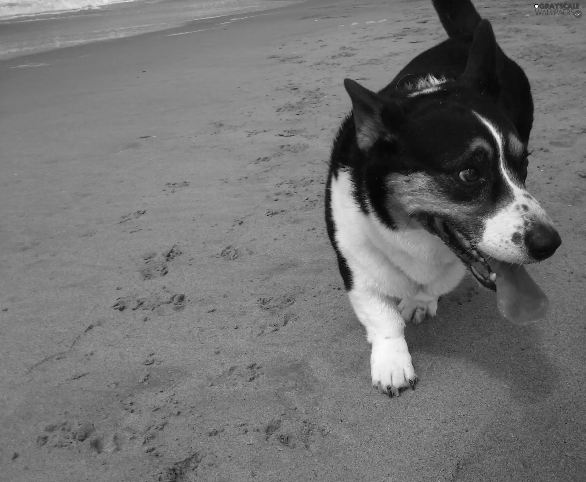 Welsh corgi cardigan, Beaches