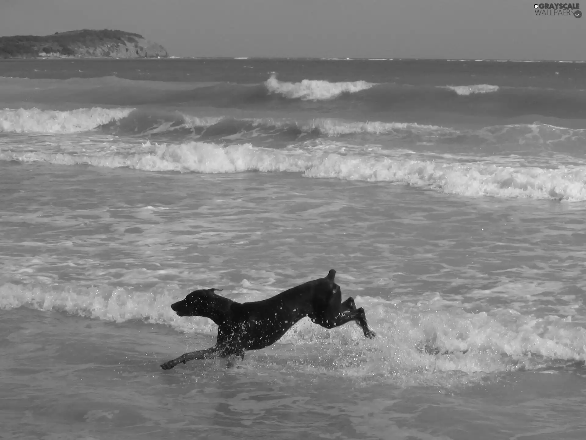 Beaches, running, Doberman