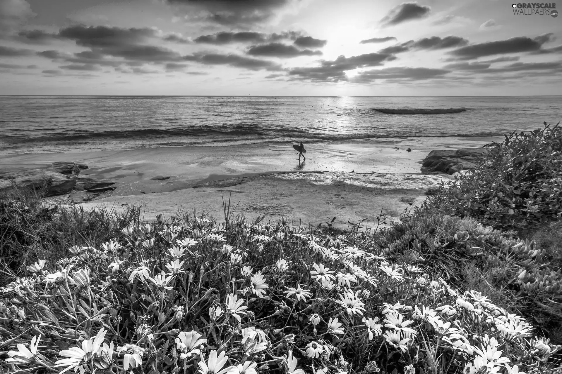 Beaches, Flowers, sun, sea, west