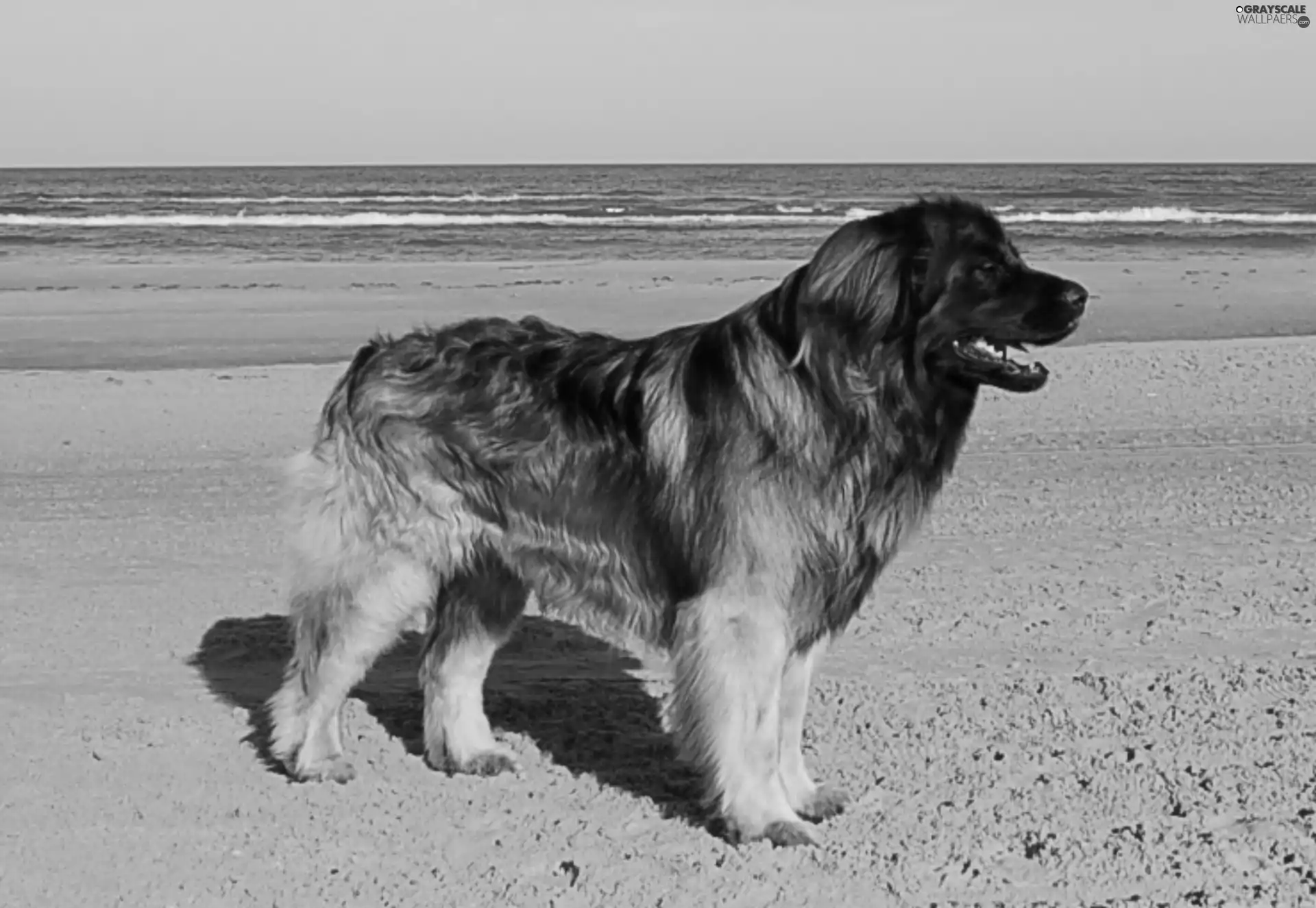 Leonberger, Beaches