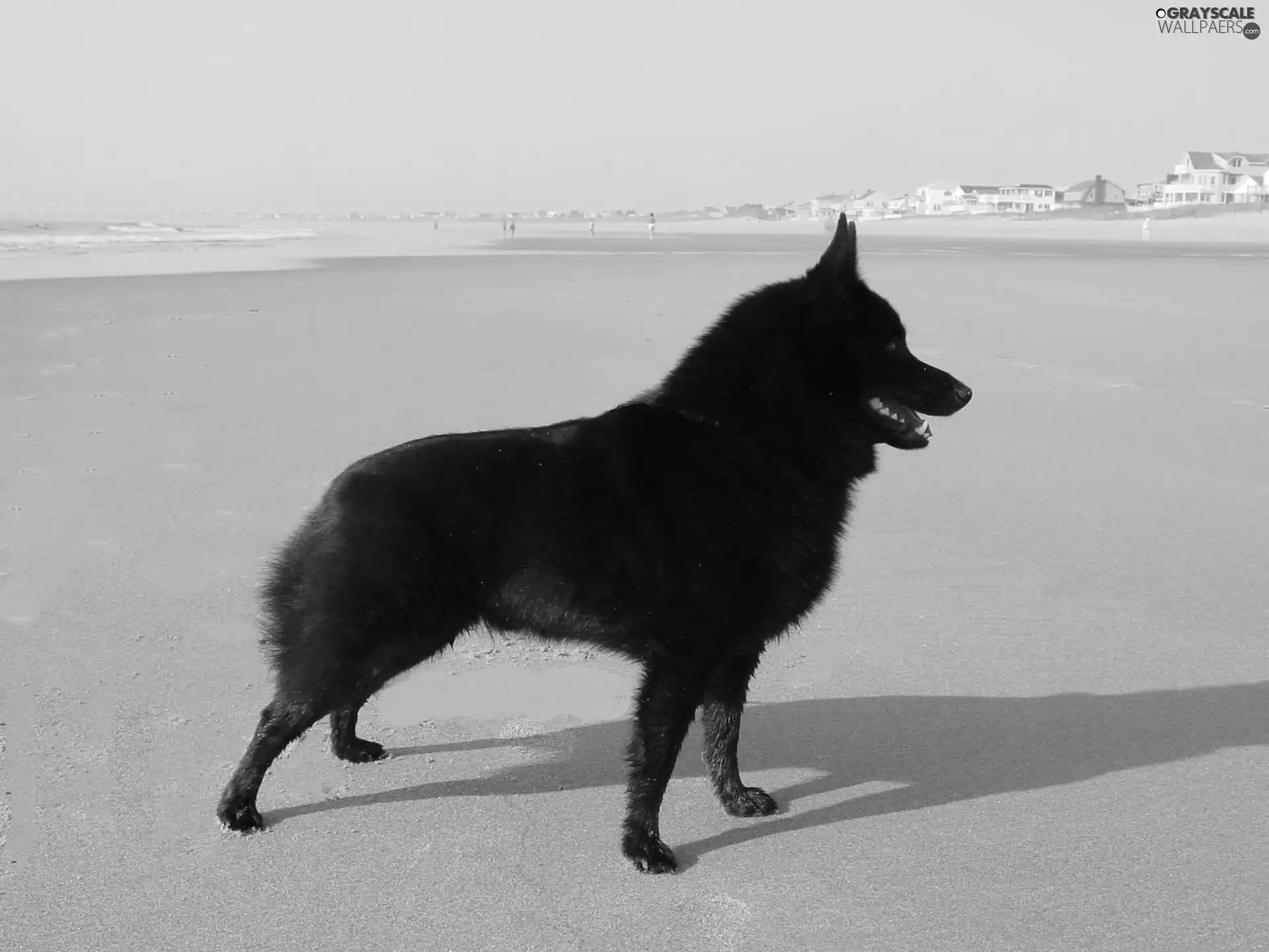 Schipperke, Beaches