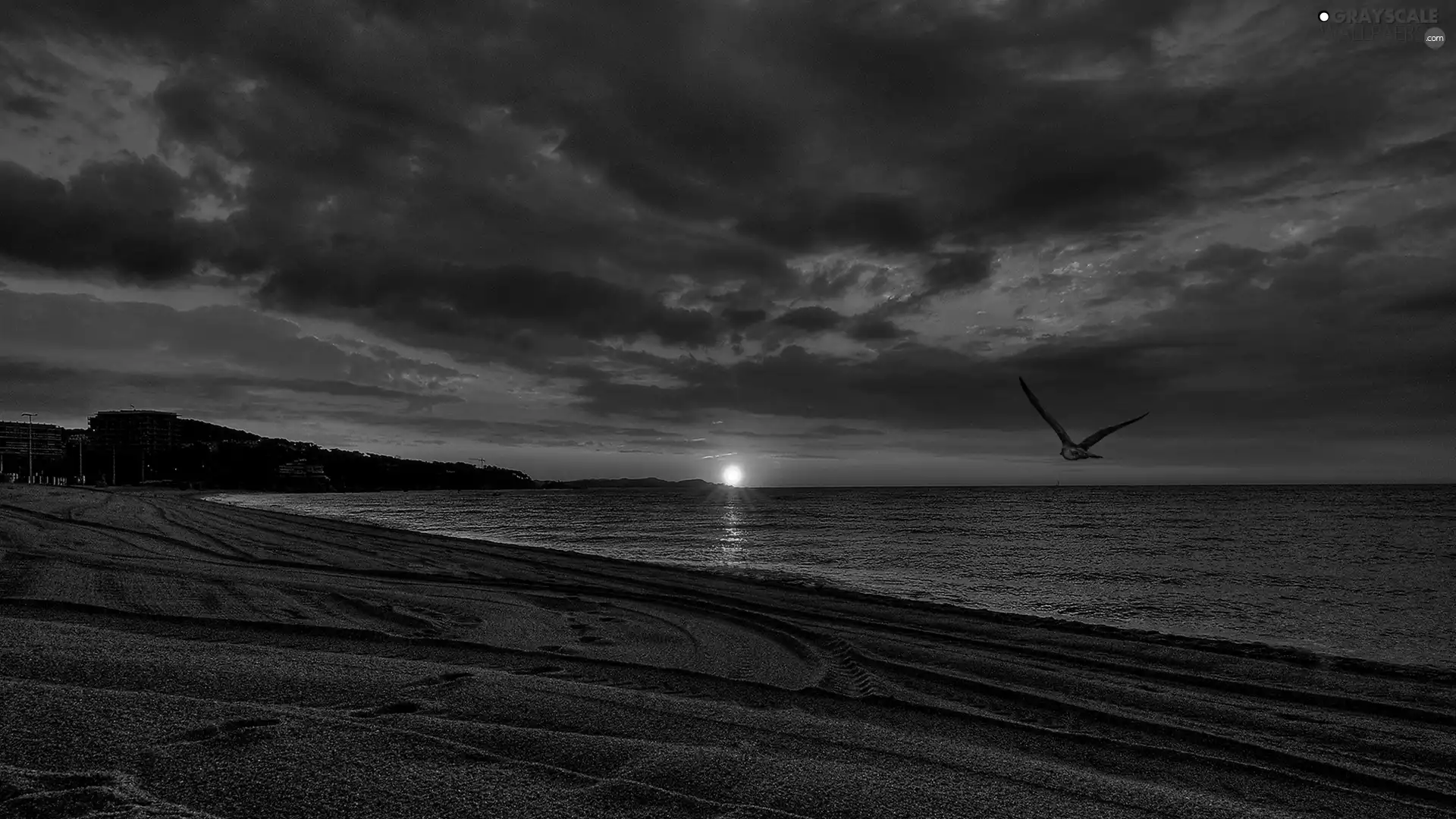Beaches, Bird, sea