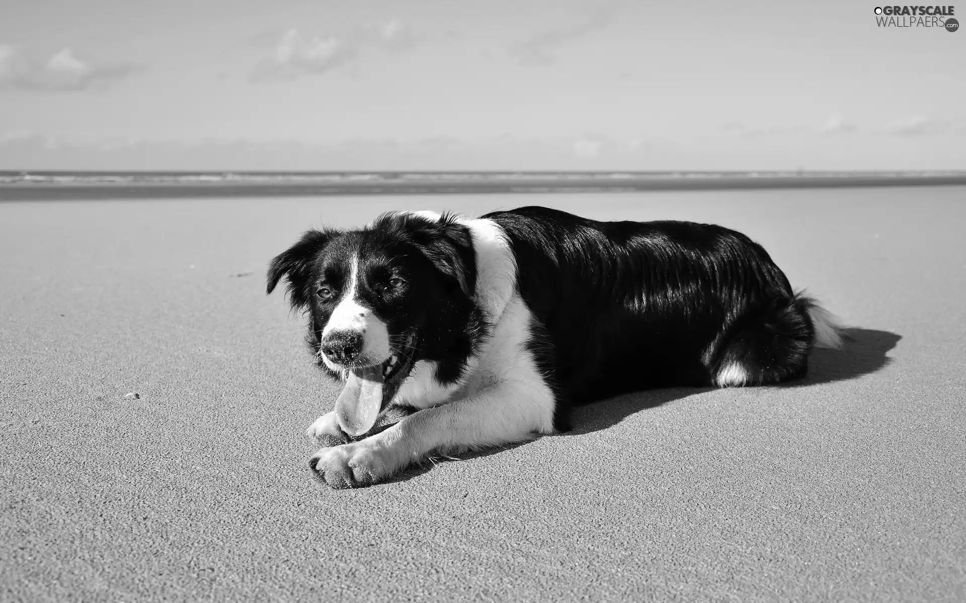 Beaches, sea, pastoral, Collie, dog