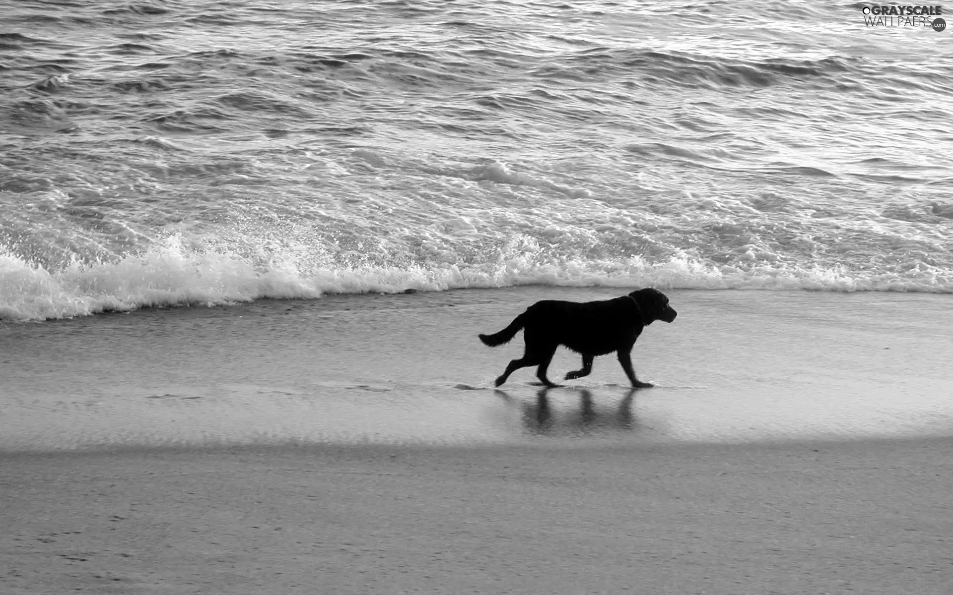 Beaches, doggy, sea