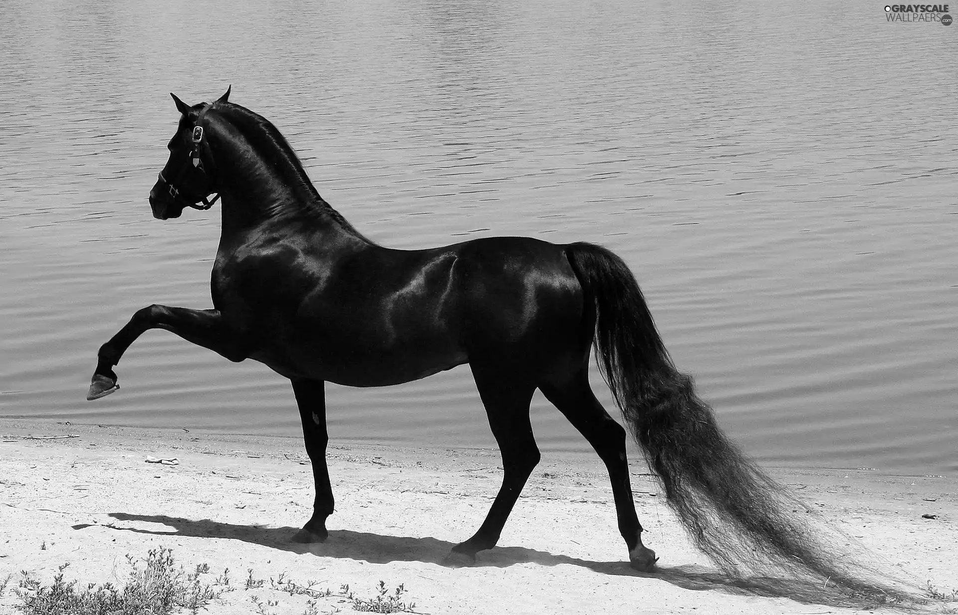 Beaches, Horse, sea