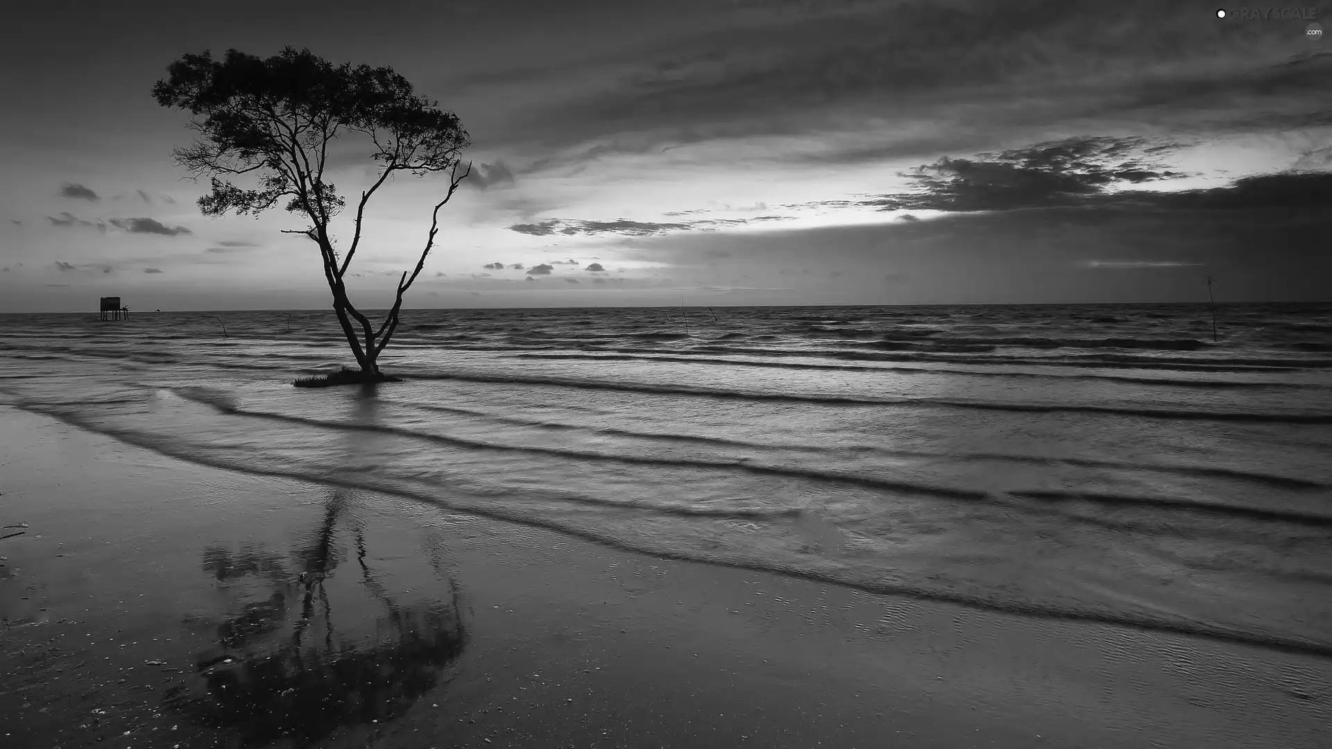 trees, Great Sunsets, Beaches, Waves, sea