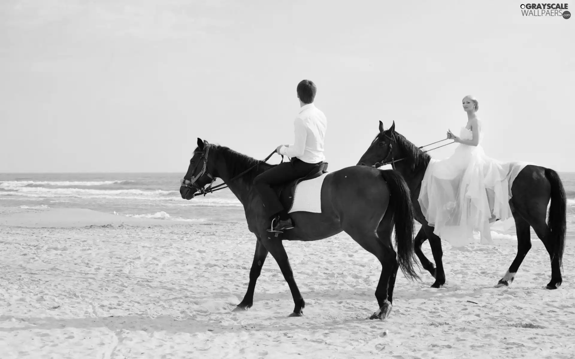 Beaches, sea, Steam, bloodstock, young