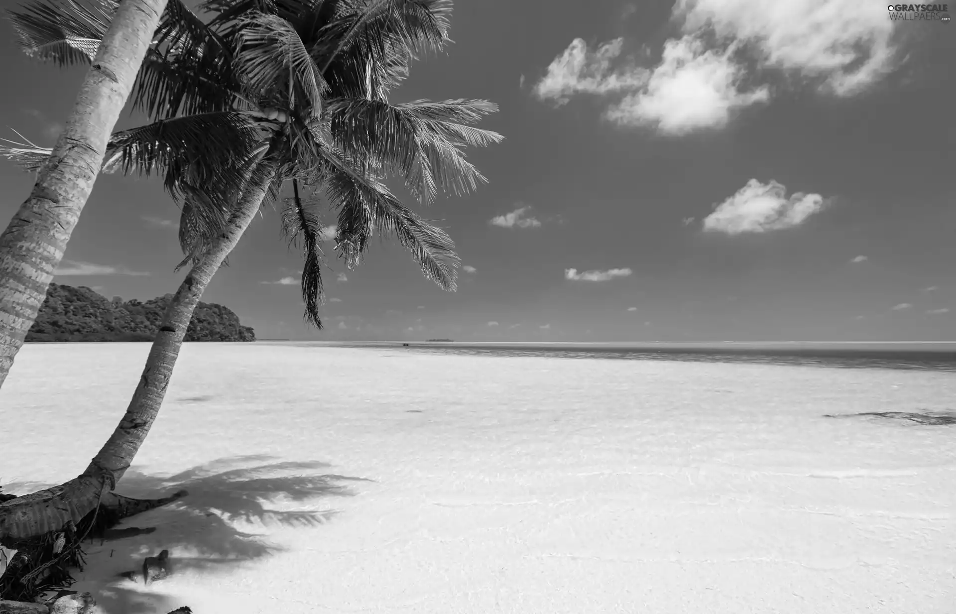 summer, Palms, Beaches, sea