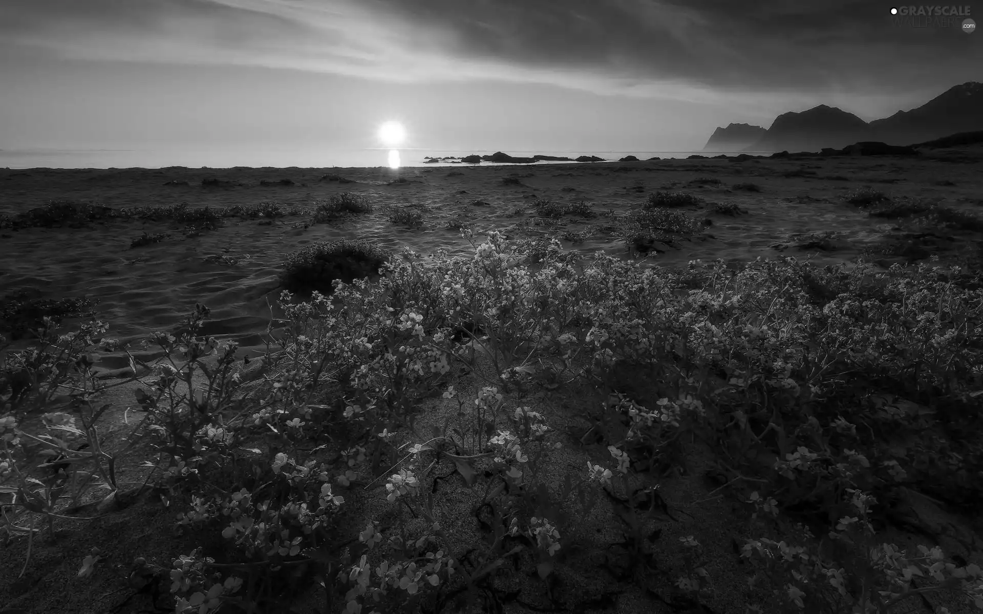 Plants, Flowers, Mountains, Beaches, Great Sunsets