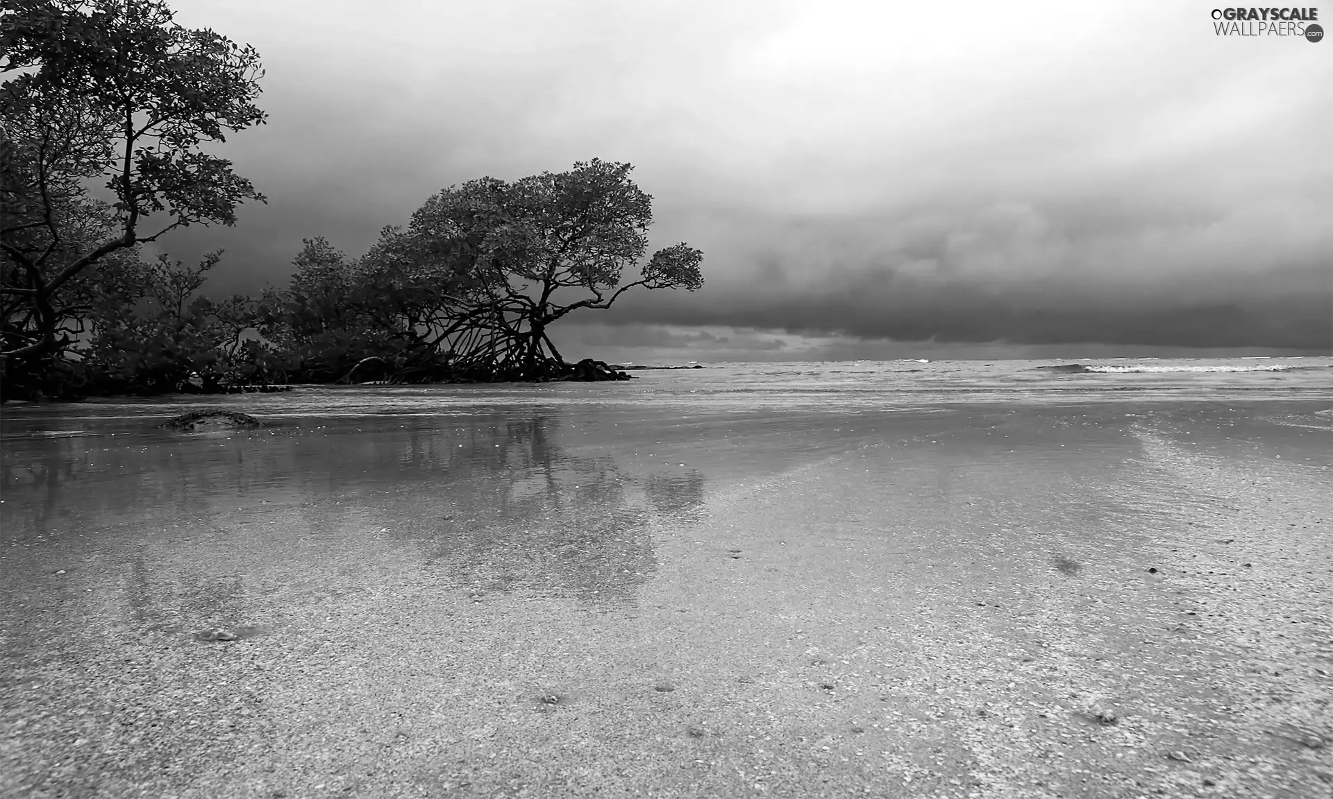 trees, water, Beaches, viewes