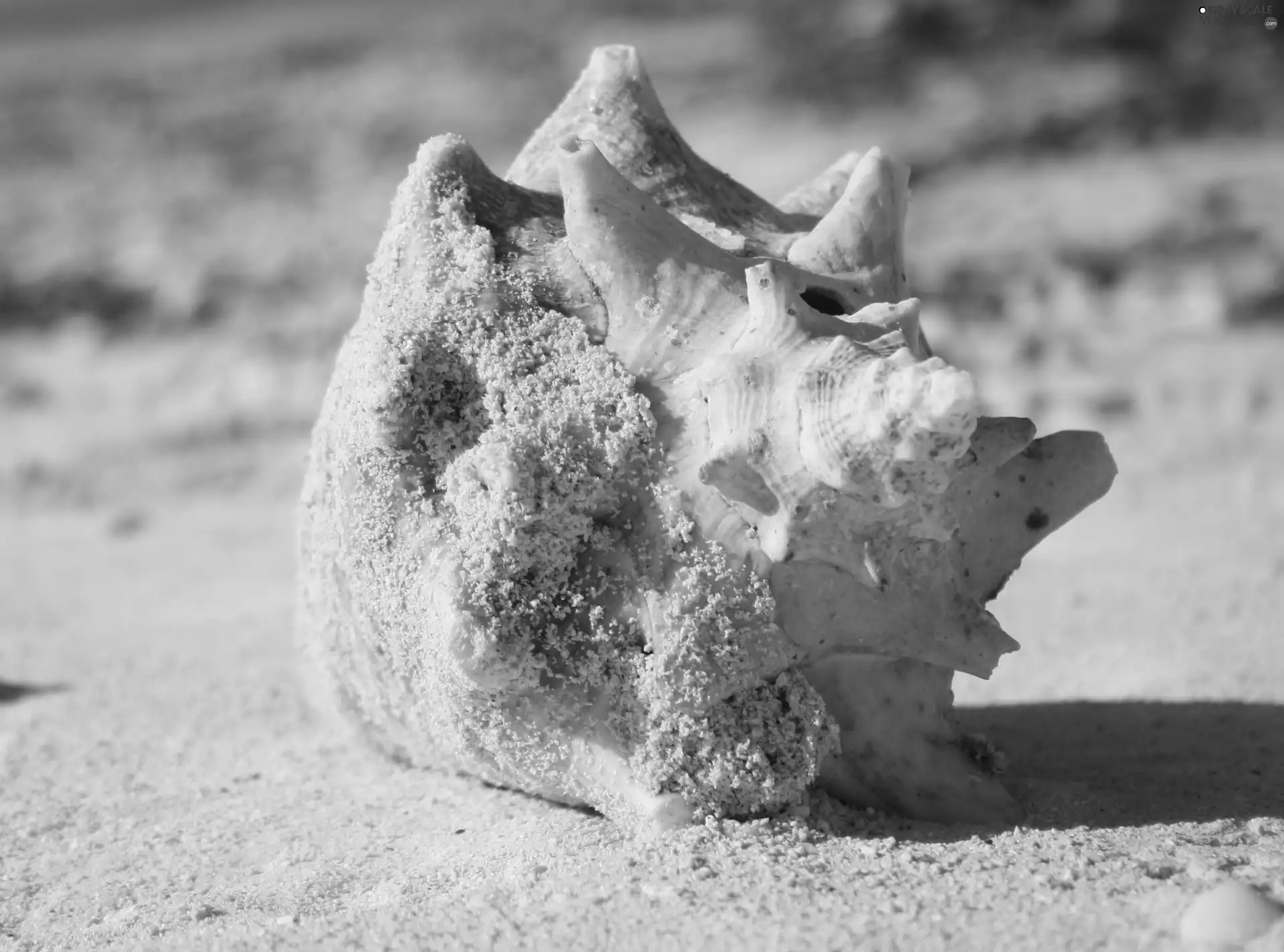 Grand Turk, shell, Beaches