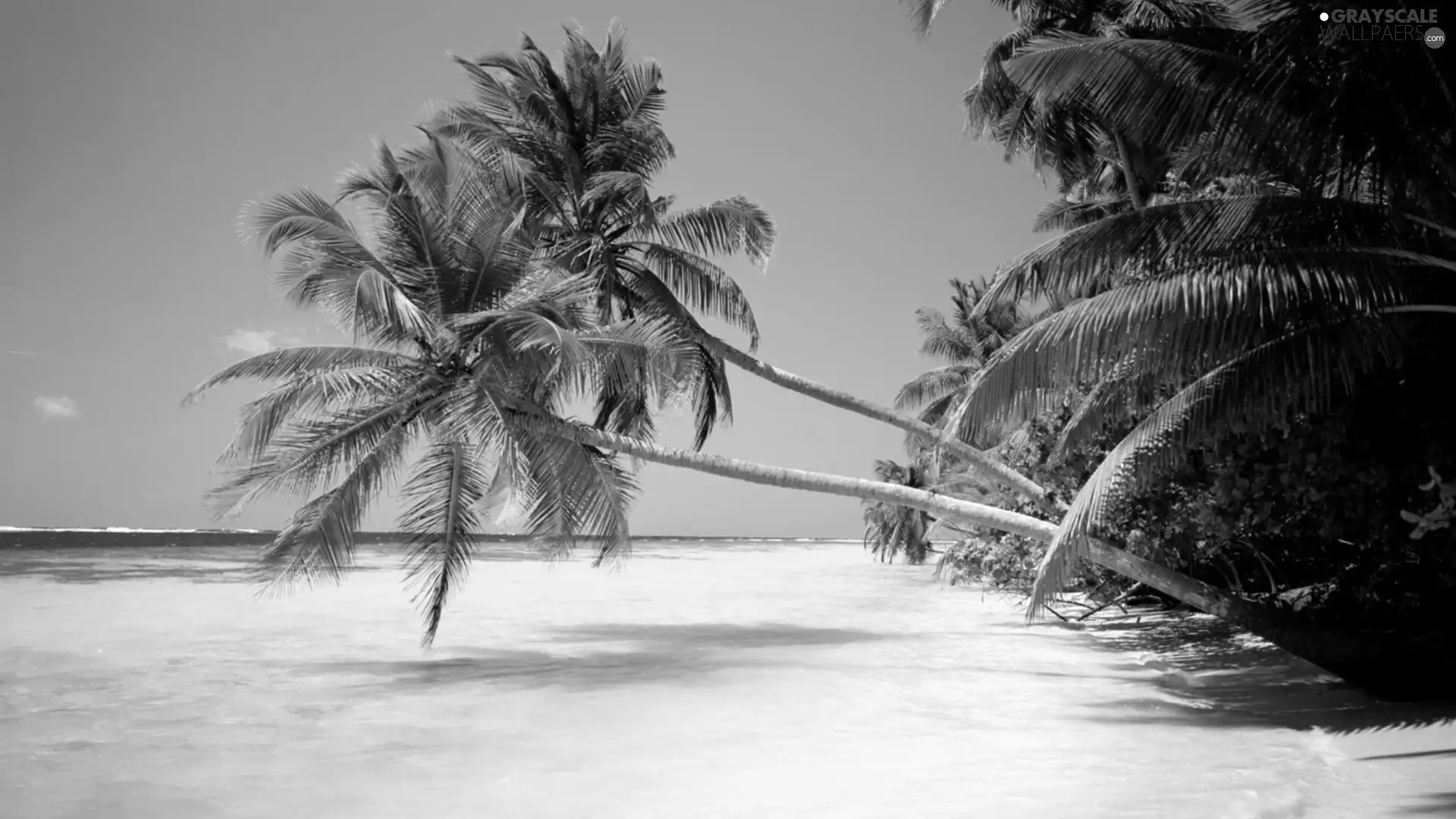 turquoise, Palms, Beaches, sea