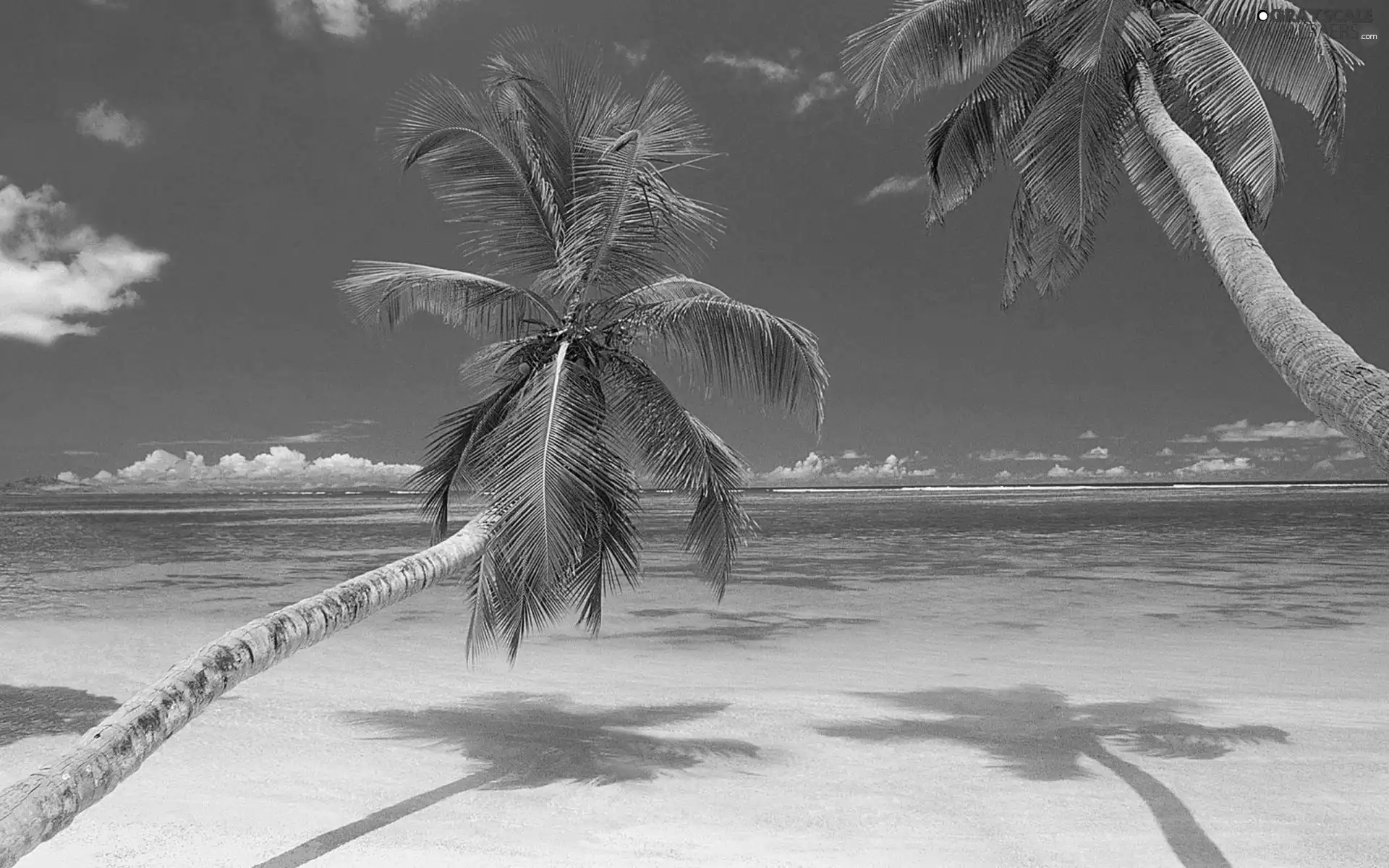 Two, sea, Beaches, Palms