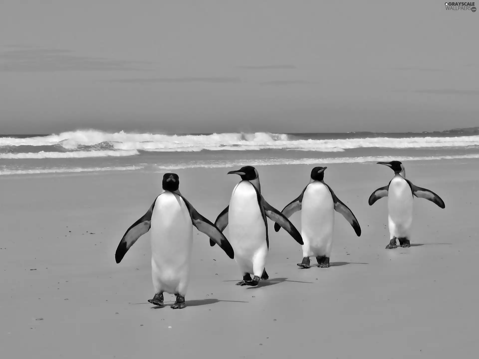 Beaches, penguin, wander