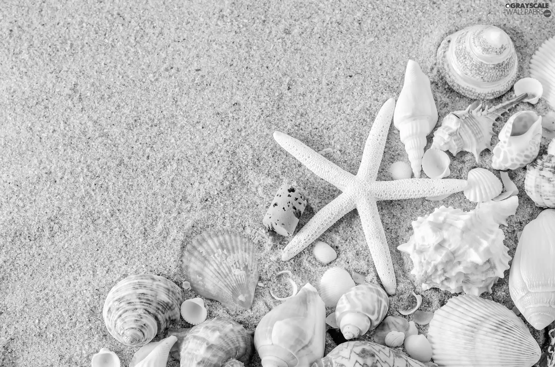 Sand, Beaches, White, starfish, Shells