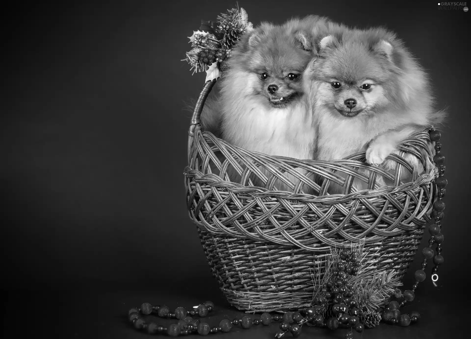 Two cars, basket, beads, Spitz