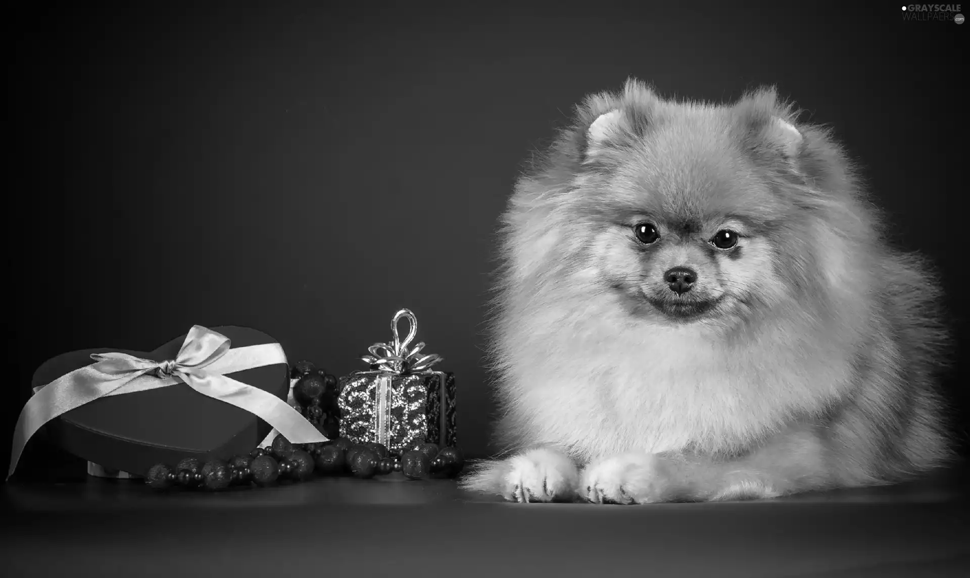 beads, doggy, gifts