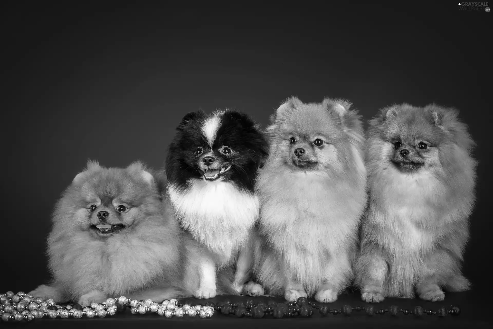 beads, four, puppies