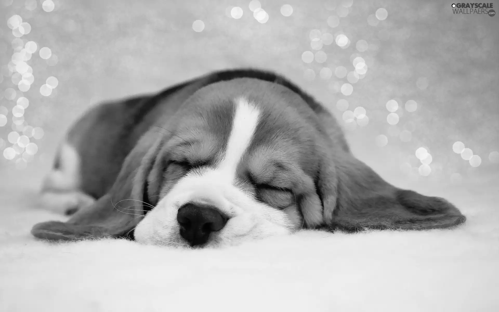 basset, sleepy, puppie