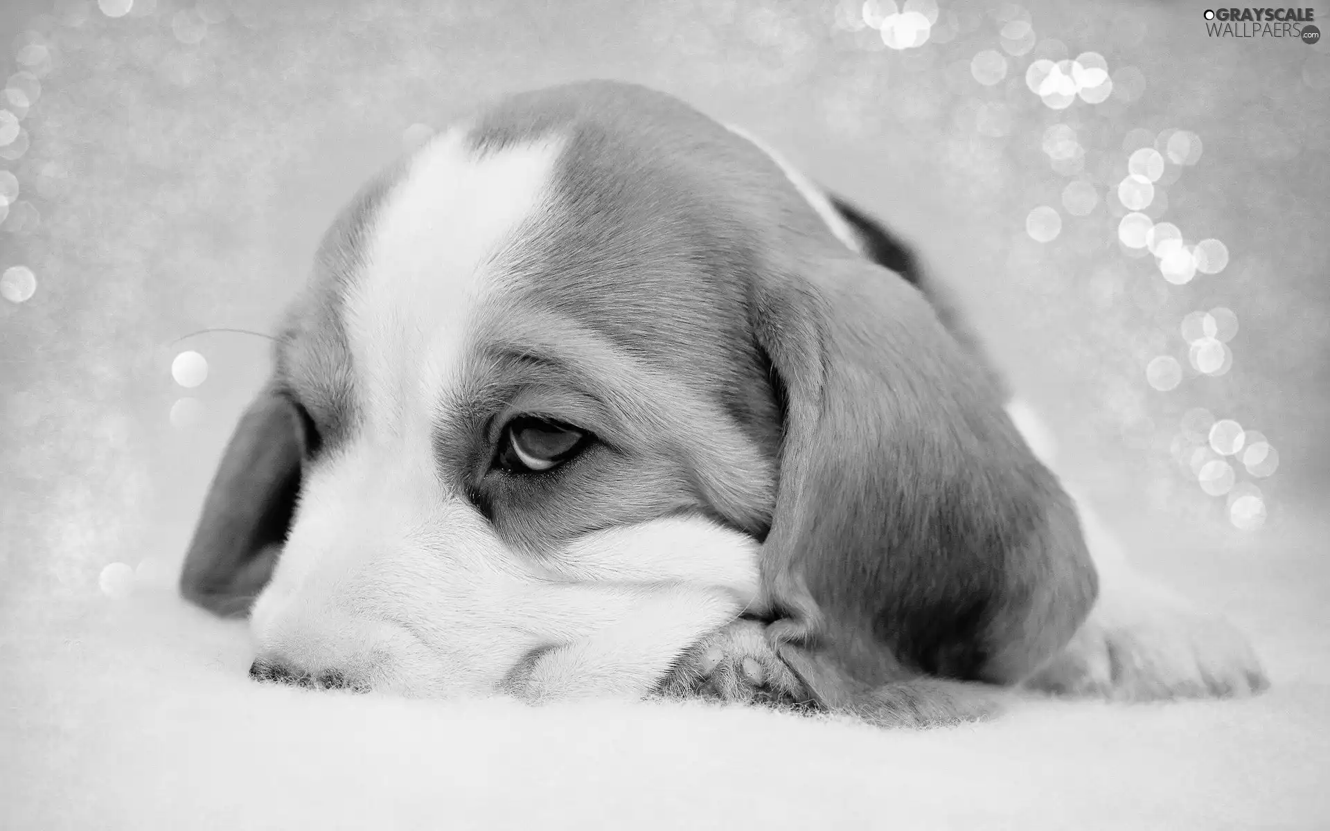 puppie, Beagle