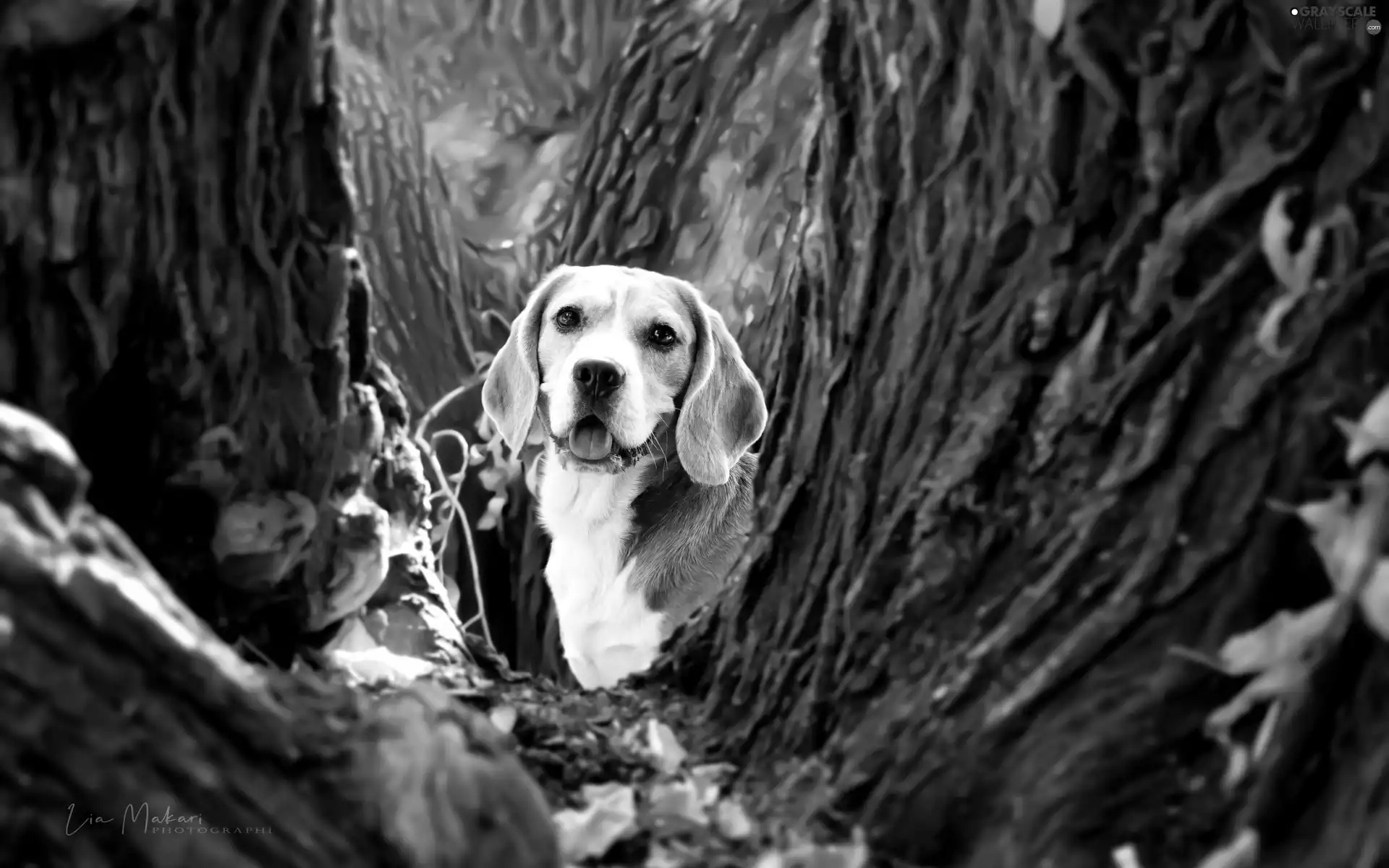 dog, Beagle, trees, viewes, Leaf