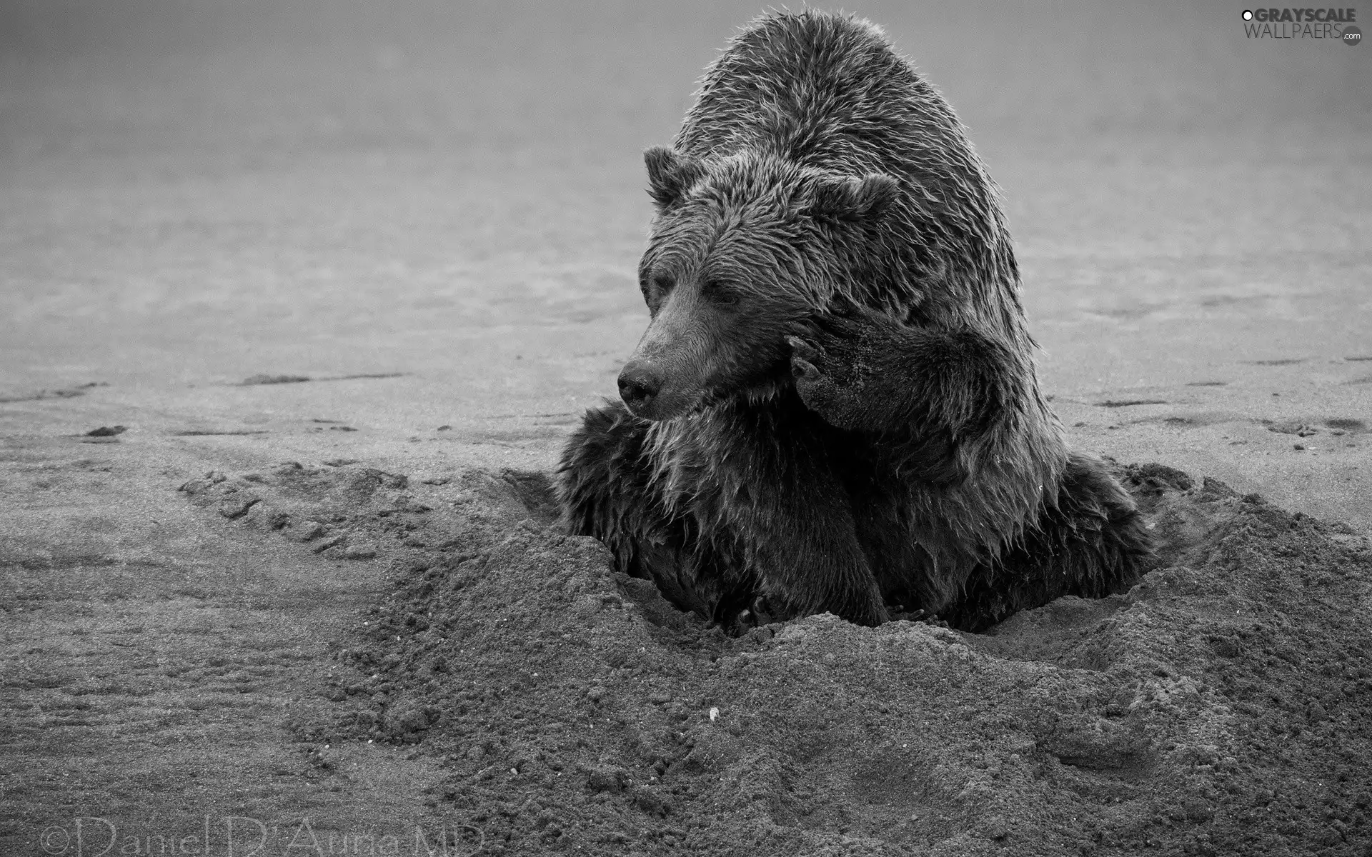 large, Bear