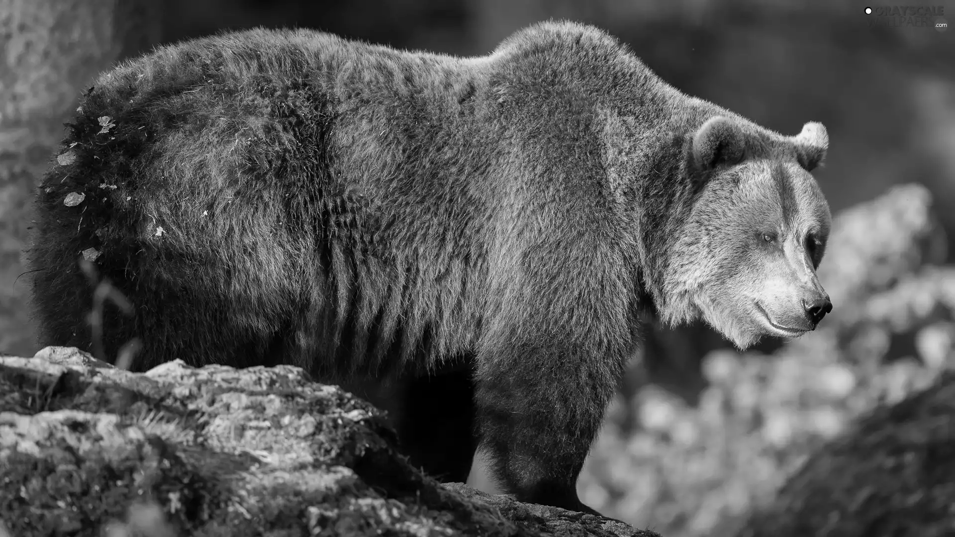 Rocks, standing, Brown bear