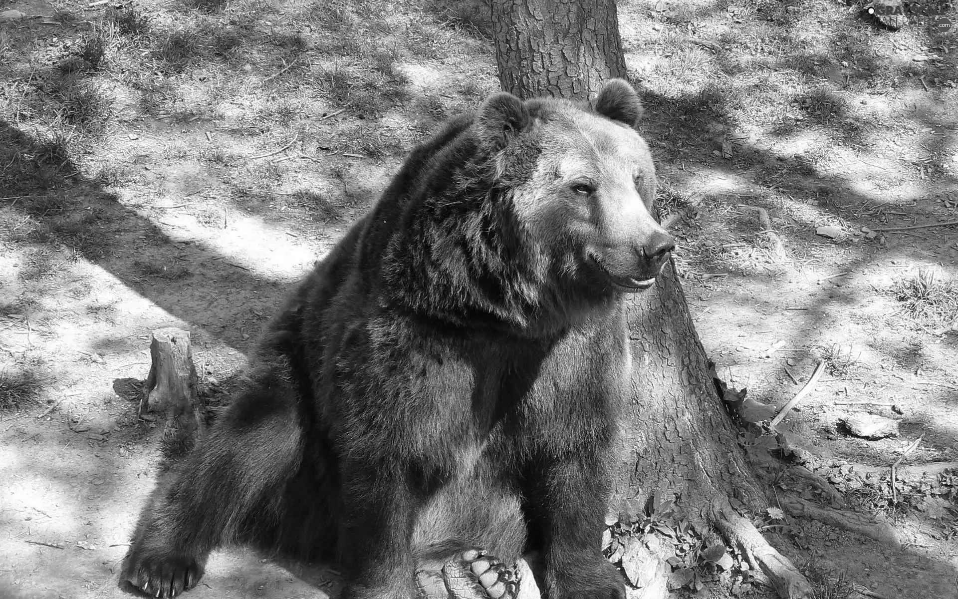 Bear, trees, sitter