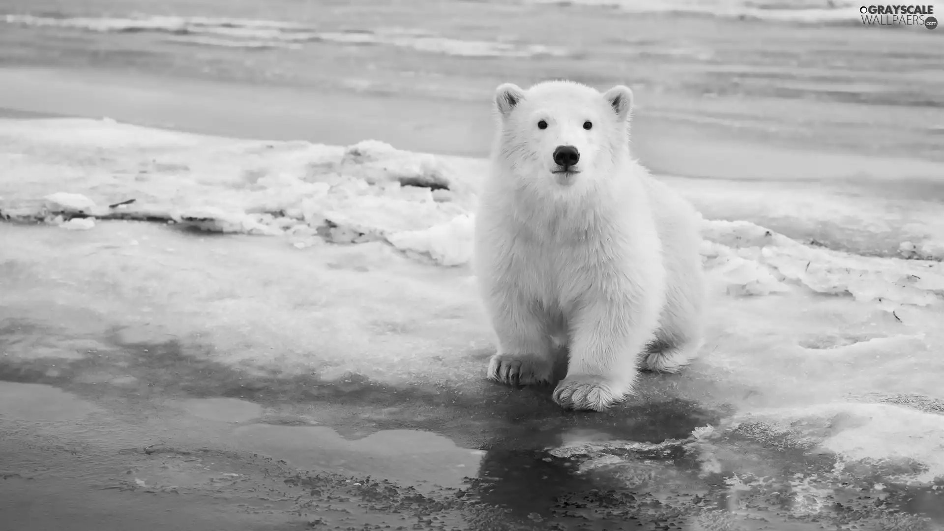 small, polar, snow, Bear