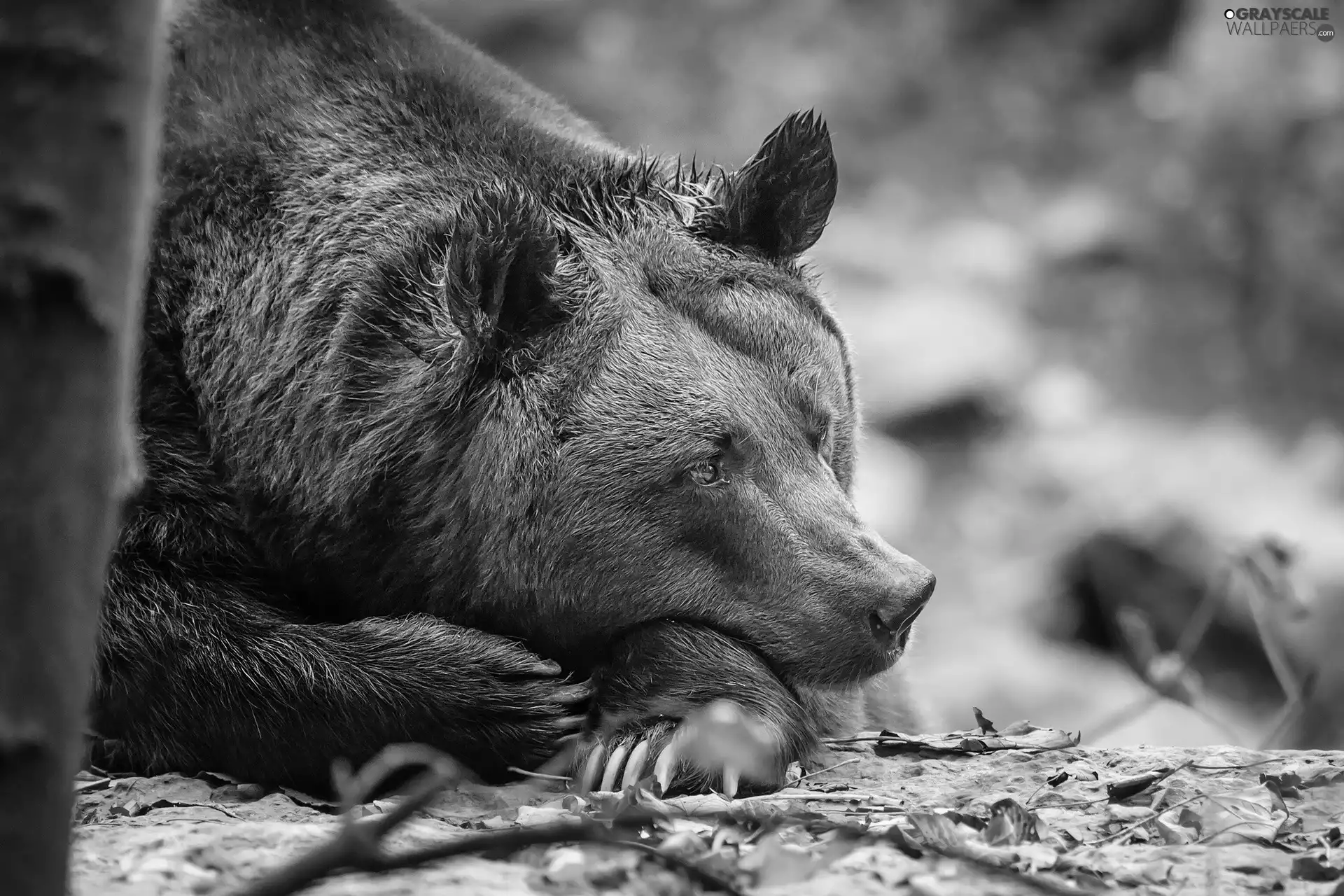 Resting, Teddy Bear