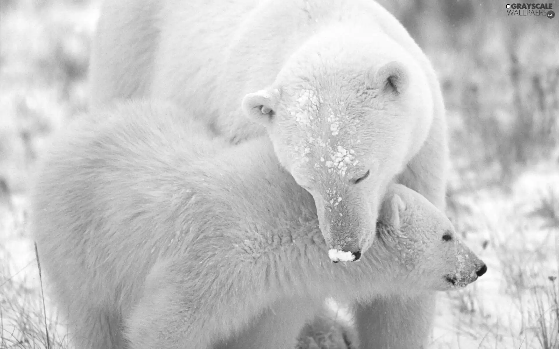 polar, Two cars, bear