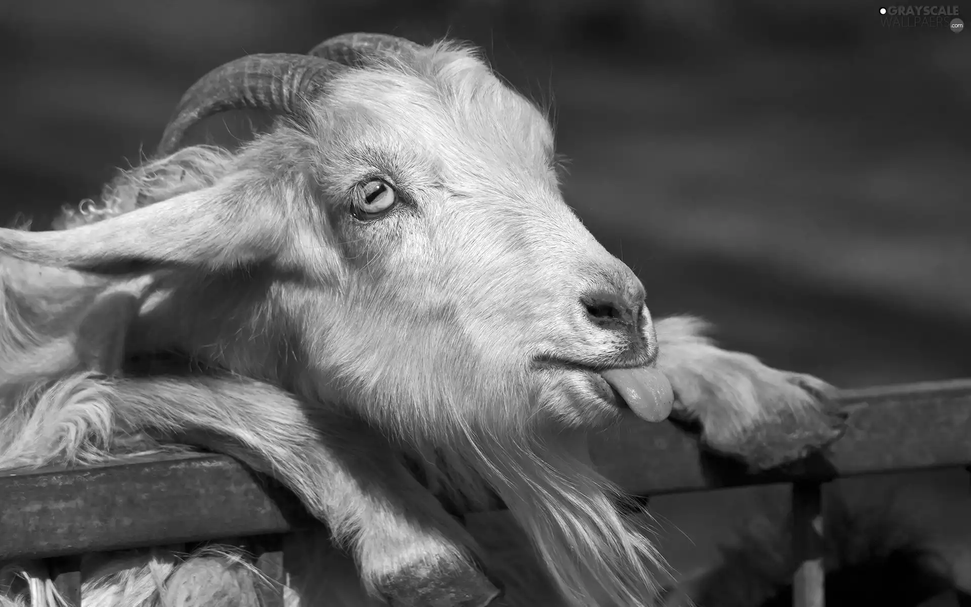 goat, Tounge, beard, horns