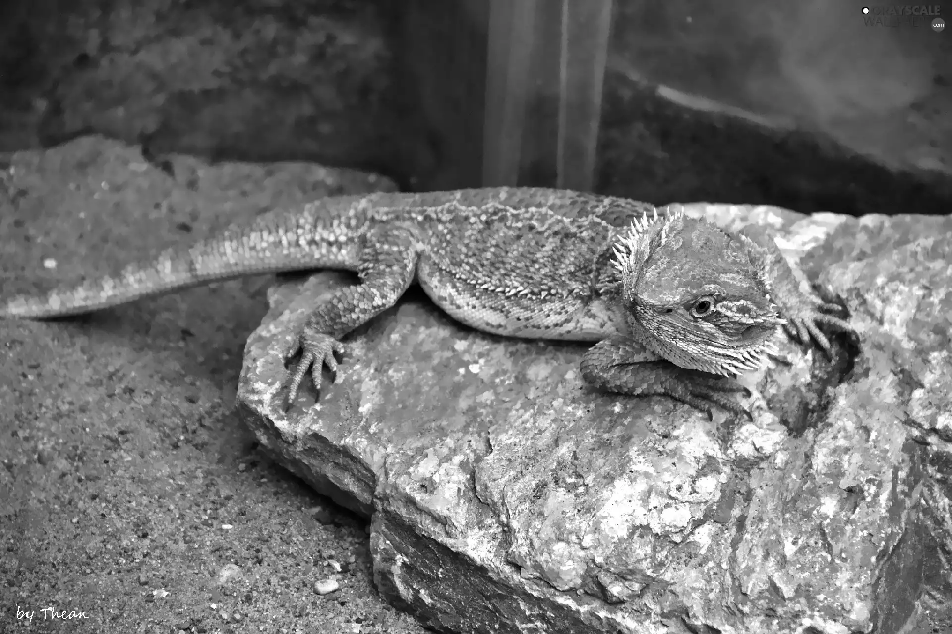 bearded, lizard, Agama