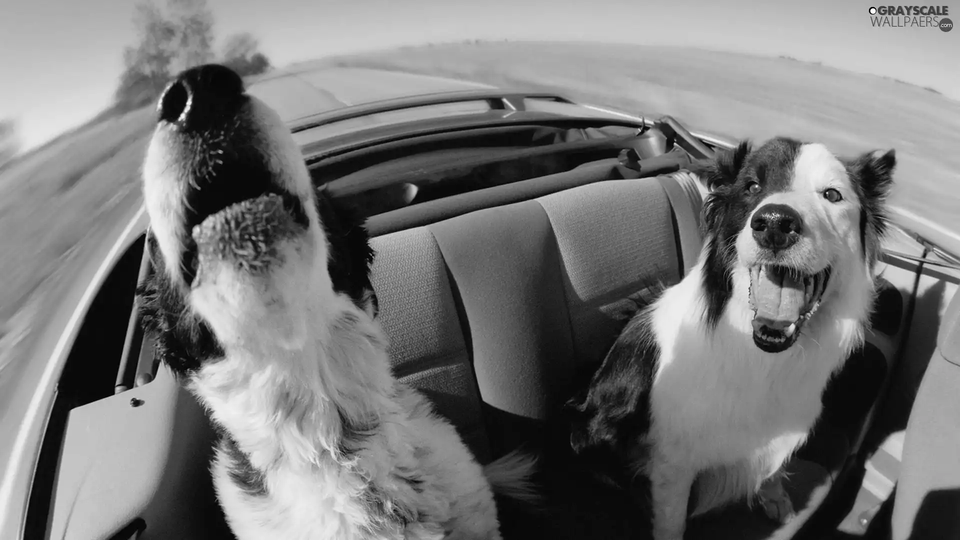 Cabriolet, Dogs, Border Collie