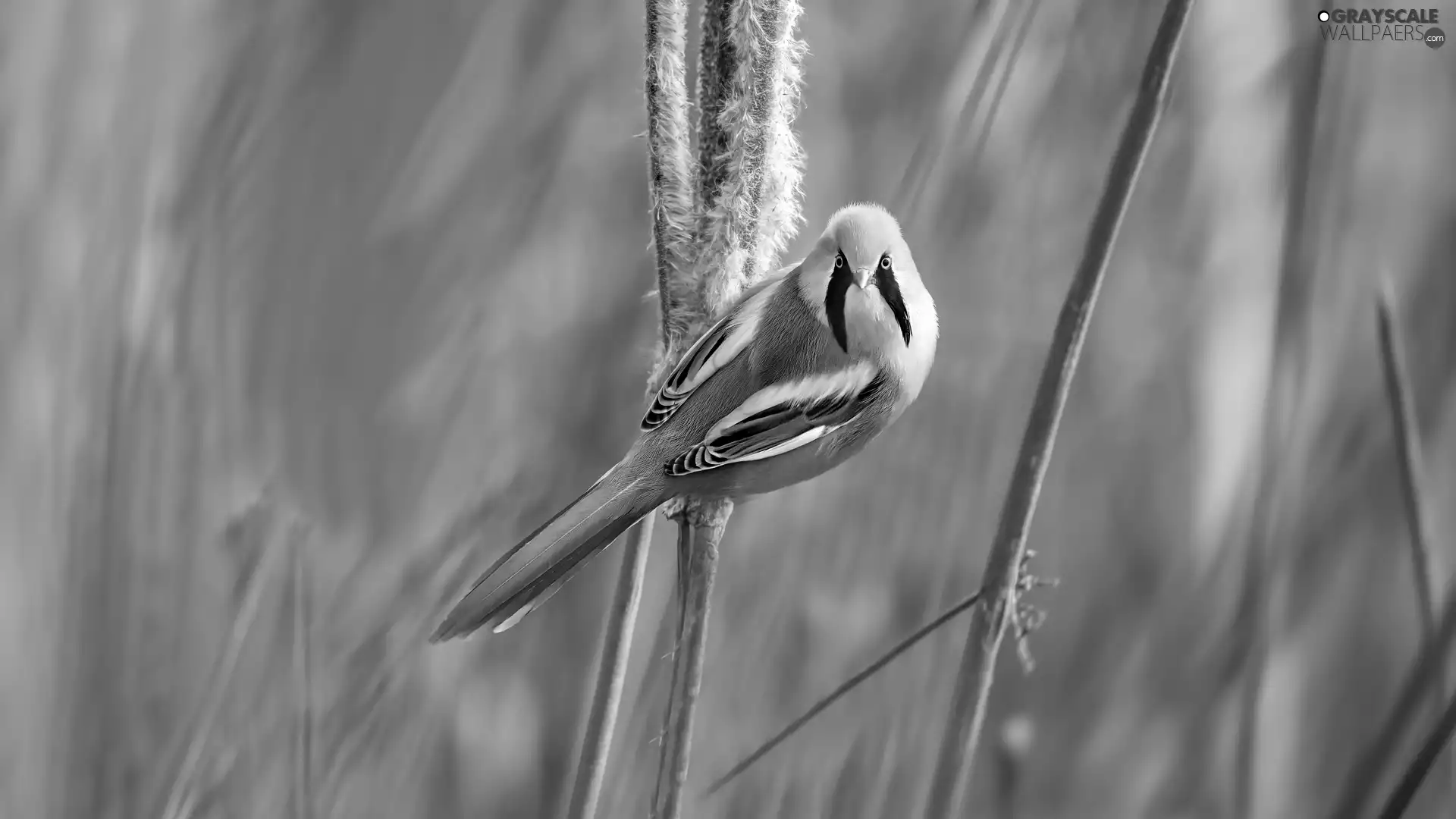 grass, Bearded Tit, male, Bird