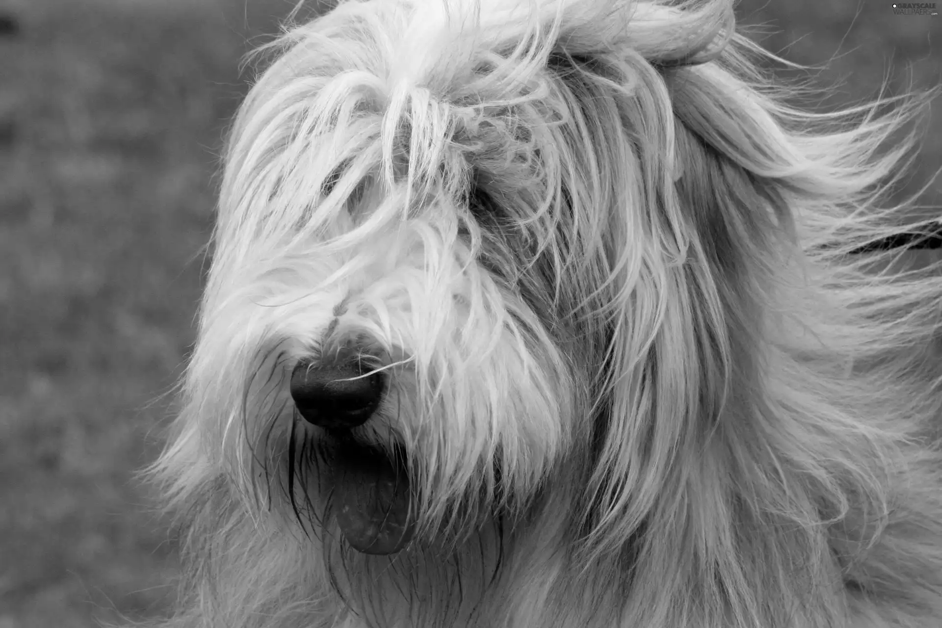 Bearded collie, Tounge