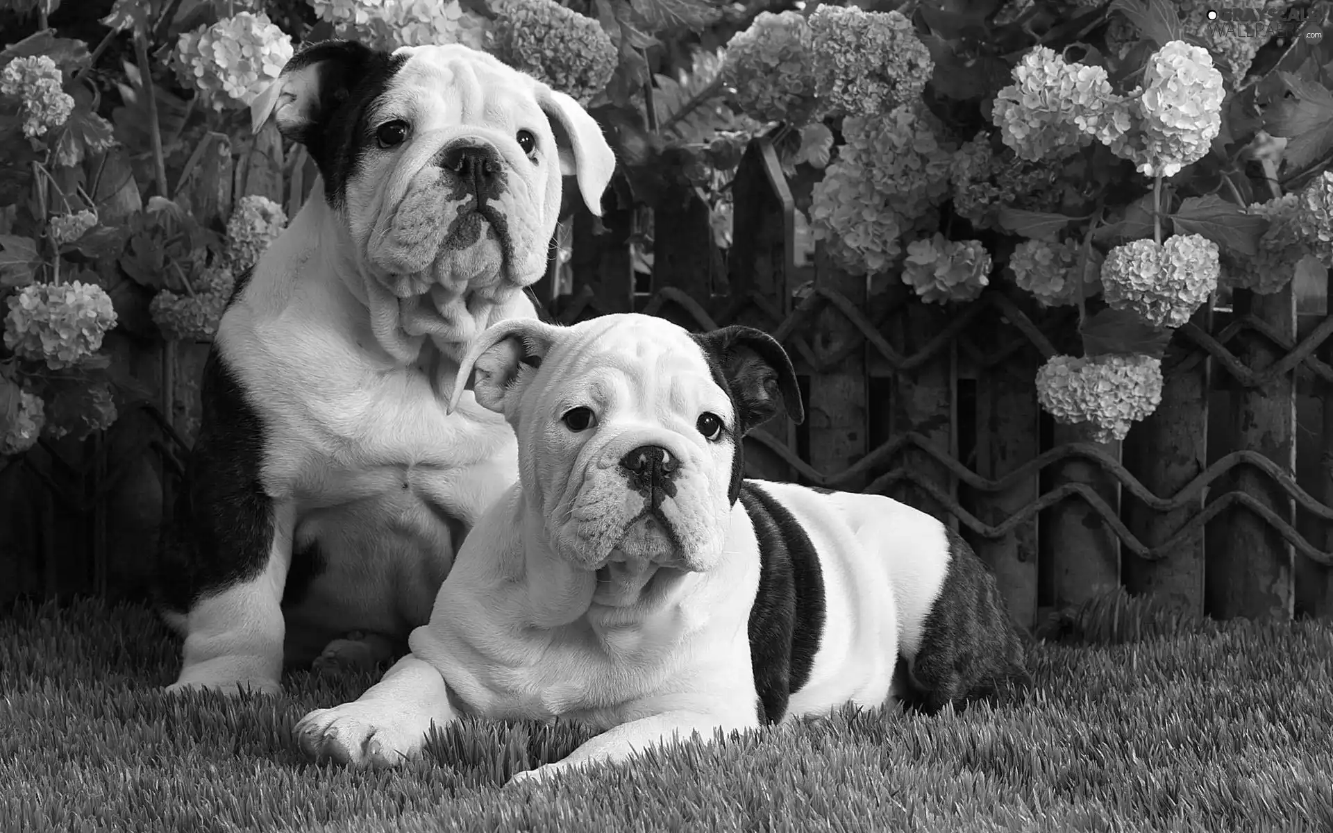 beatyfull, Bulldogs, grass, Two cars, Garden