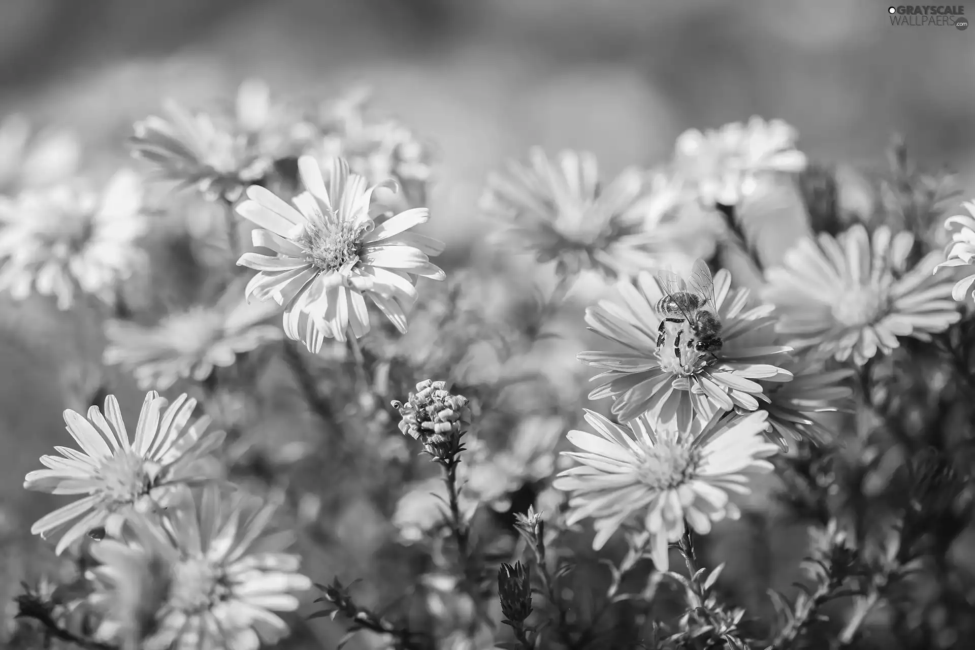 Flowers, bee, Aster, Beetle, Pink