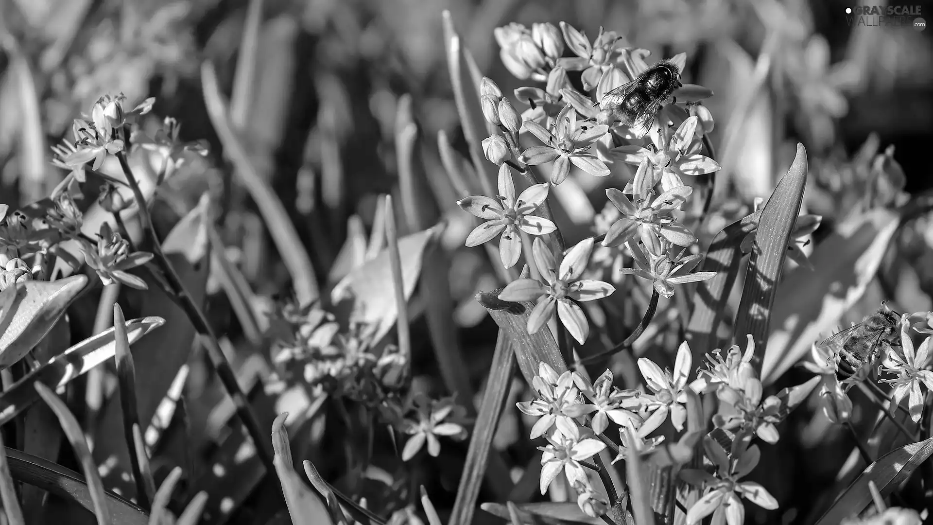 Insect, bee, Blue, squill, Flowers