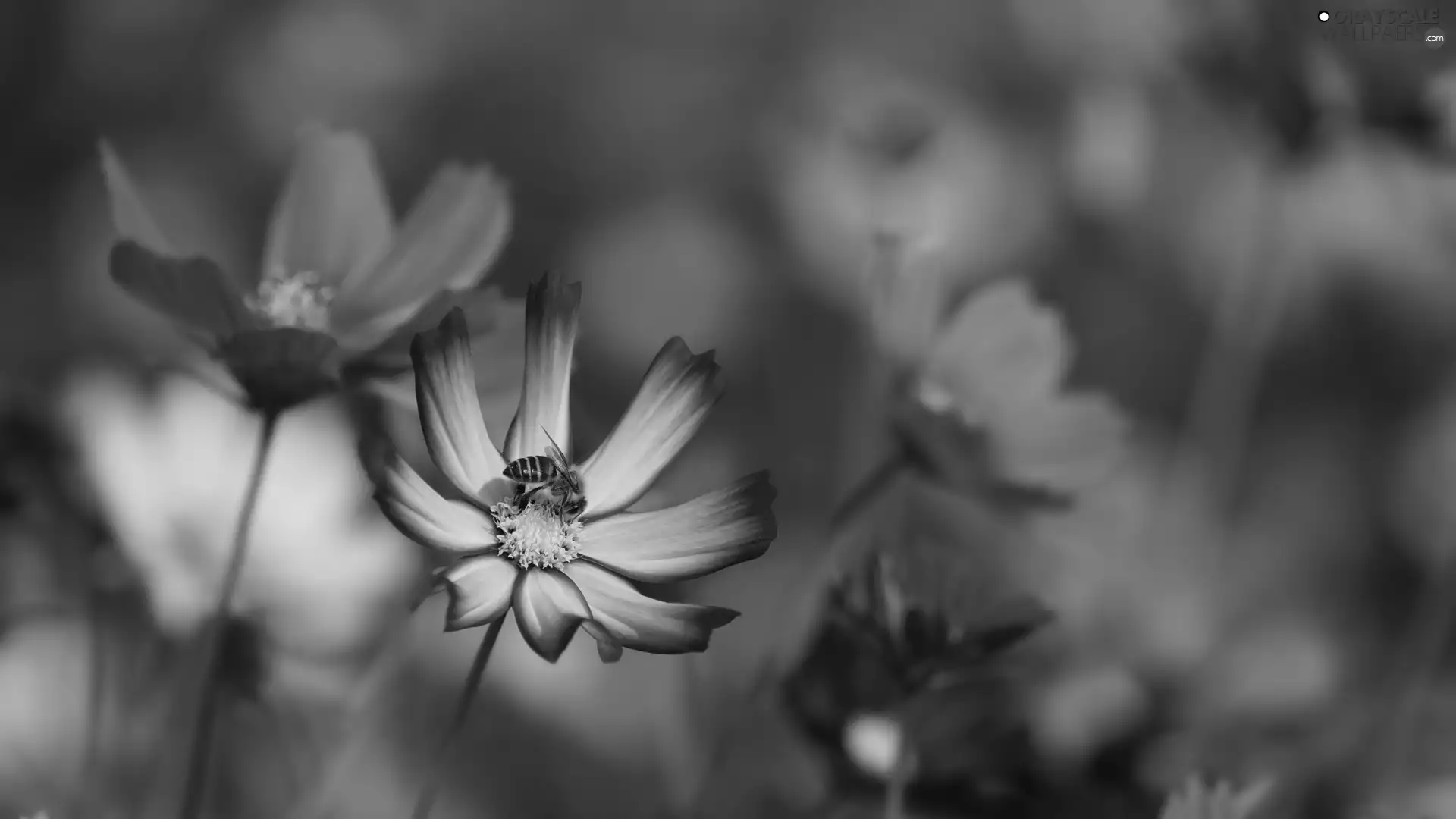 bee, Blossoming, Cosmos